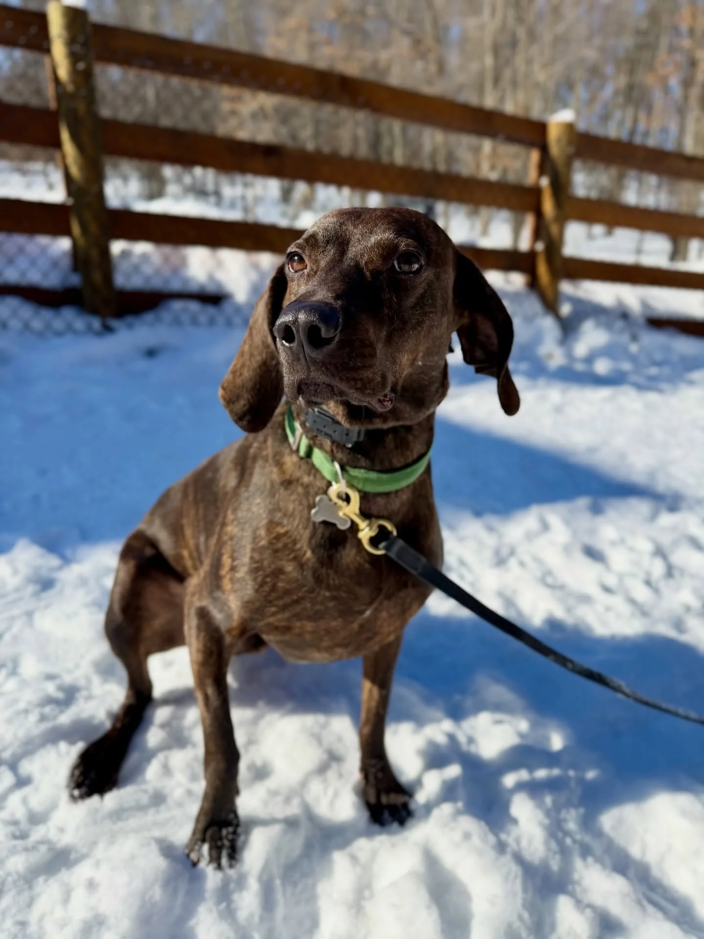 Welcome back Birdie!! We&rsquo;re happy to have you for a SDO vacay! 🤎🐾