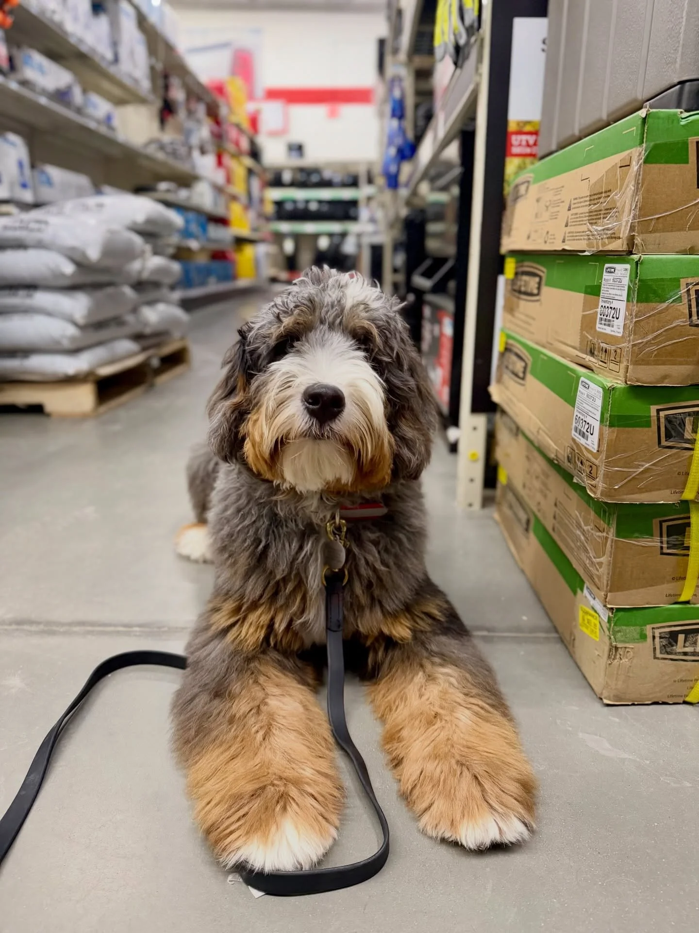 Charlie &amp; Tucker did a little shopping at TSC today! We had a special guest appearance as well, alumni Kenzo! He was a great example for the boys as they prepare for graduation. 🐾