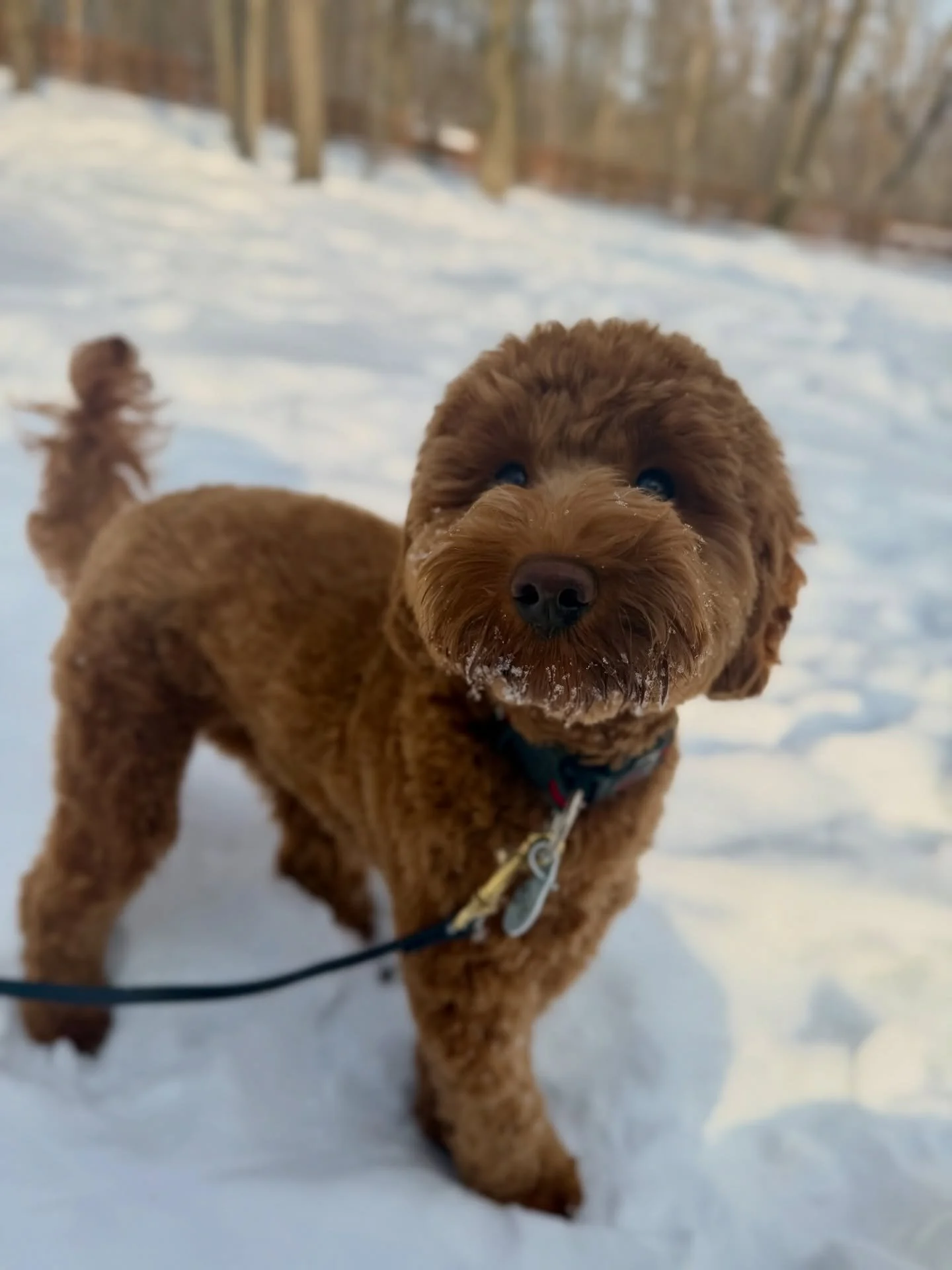 Meet our newest student, Iris! She&rsquo;s settled into the SDO routine &amp; is as sweet as they come! 🩷🐾