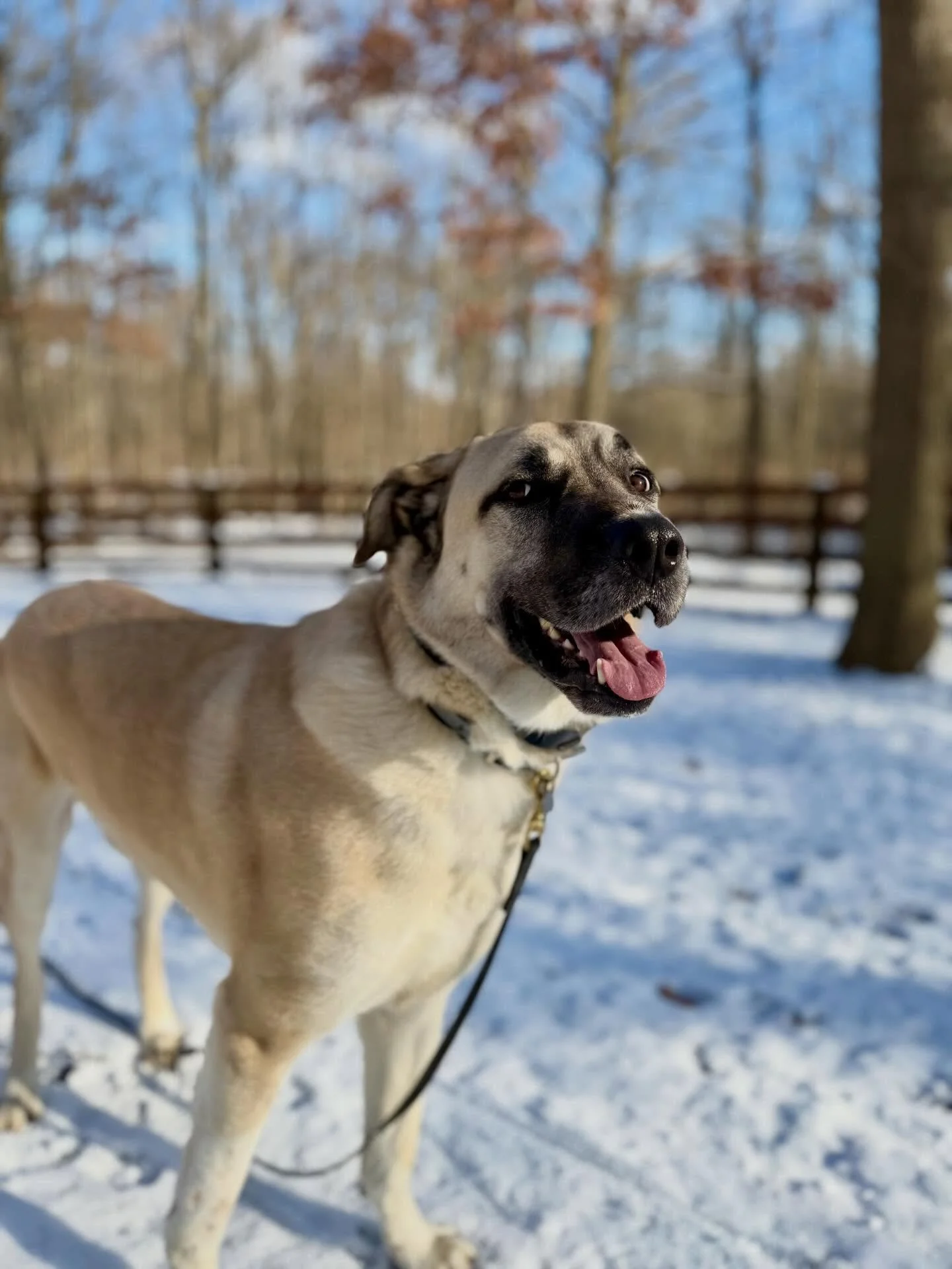 Second graduate of the week to go home&hellip;Jack!  Awesome job boy!  You smashed it!  Go forward, be brave and bold like the breed you are!#kengal #balancedtrainingmichigan #balancedtrainingworks