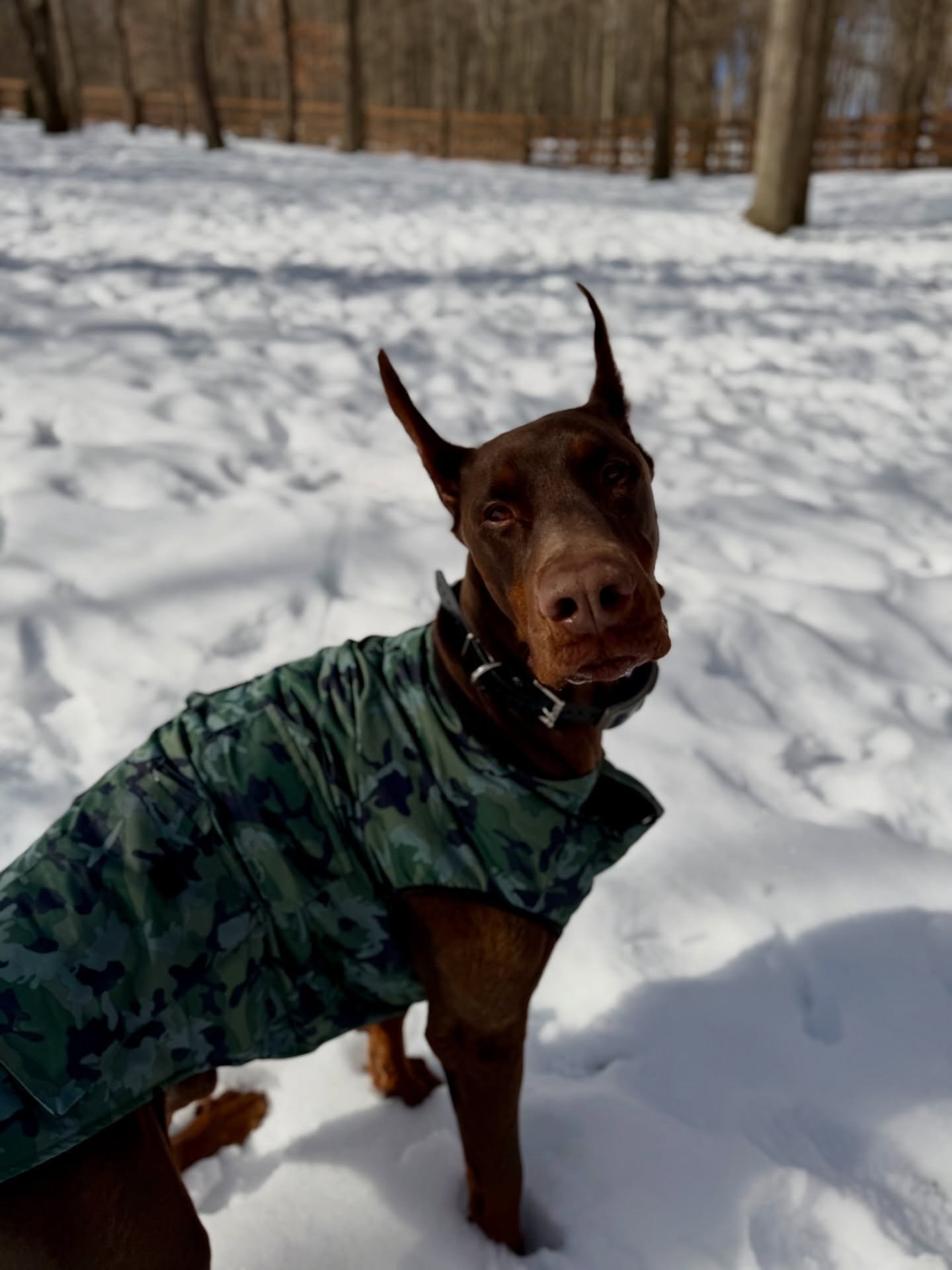 Handsome man Rudy is back with the pack! ❤️🐾