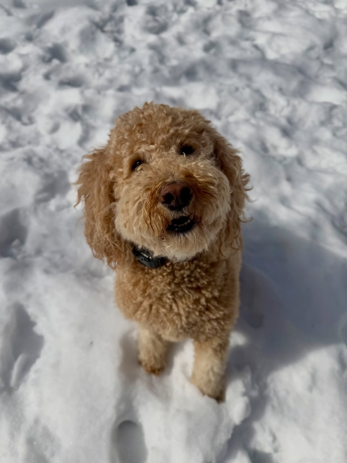 The pawrents are away so Sadie is here for an SDO vacay! We&rsquo;re so happy to have her &amp; she&rsquo;s happy to be back! 🩷