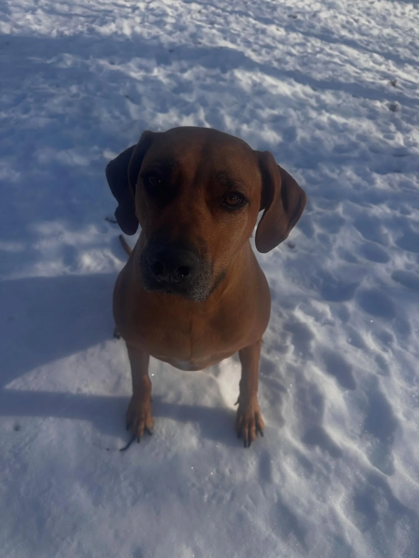 Koko T Bear is in the house! We are happy to be spending some time with our girl. A Rhodesian Ridgeback, full of power, beauty and grace💯#rhodesianridgeback #offleashtraining #boardandtrainprogram