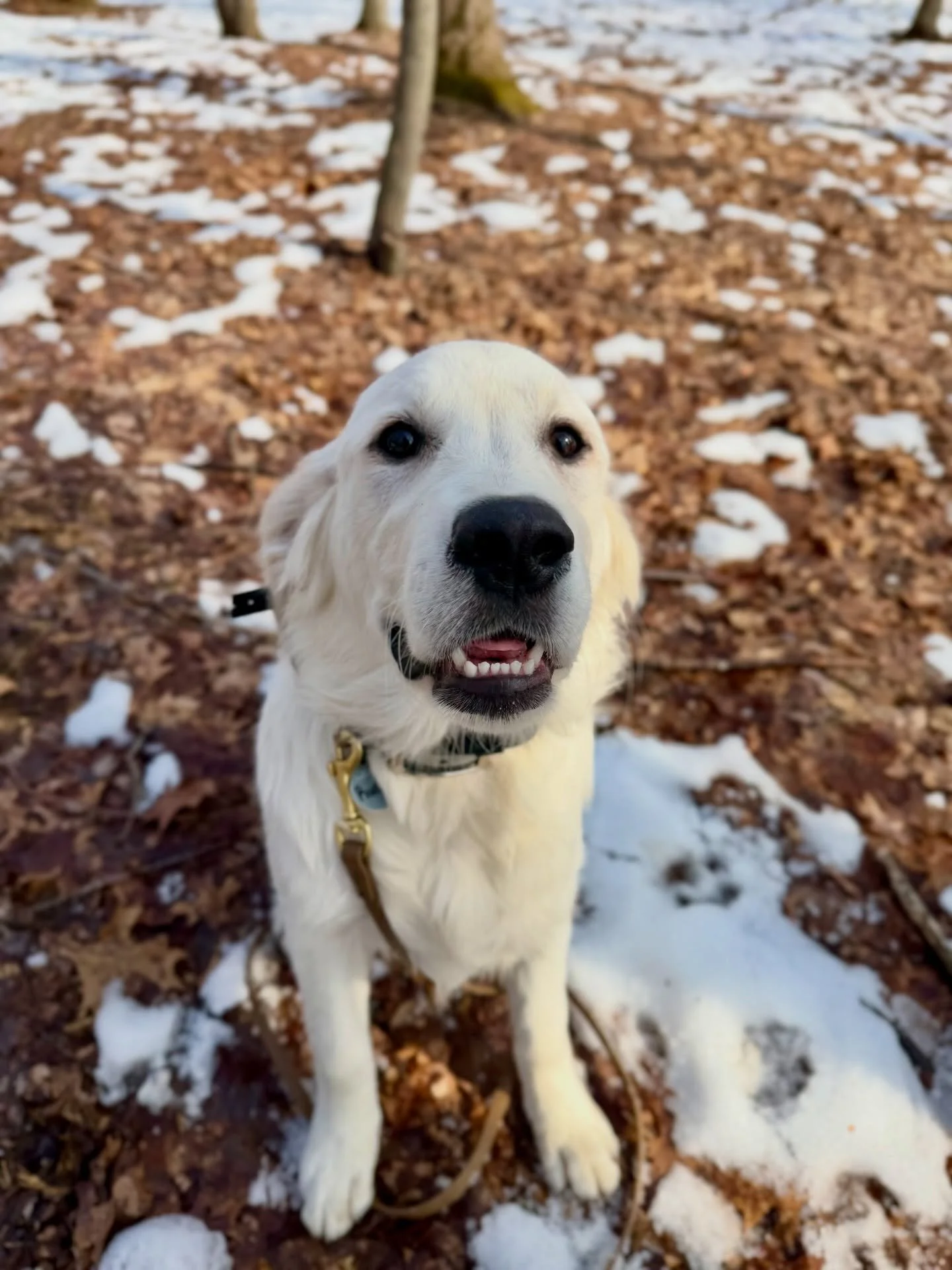🐾 RUSTY 🐾
This sweet boy is doing great! After being with us for just shy of a week, he&rsquo;s completely settled in &amp; is loving the enrichment of learning new things. The primary focus right now is building the foundation to a reliable recall