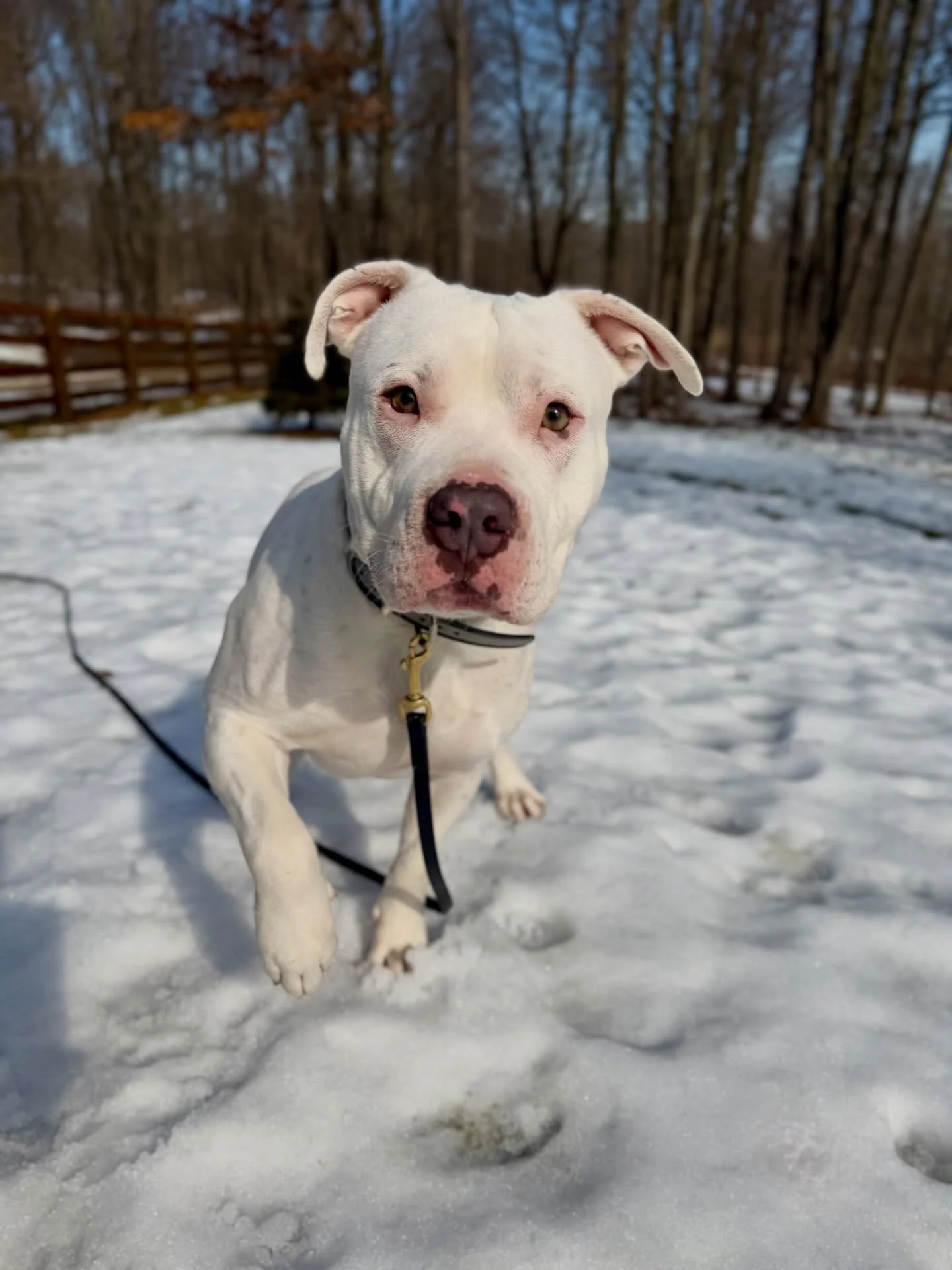 We&rsquo;ve got a new student! Meet Frank! We love him already &amp; are looking forward to working with him over the next few weeks. Stay tuned to follow his progress! ❤️🐾