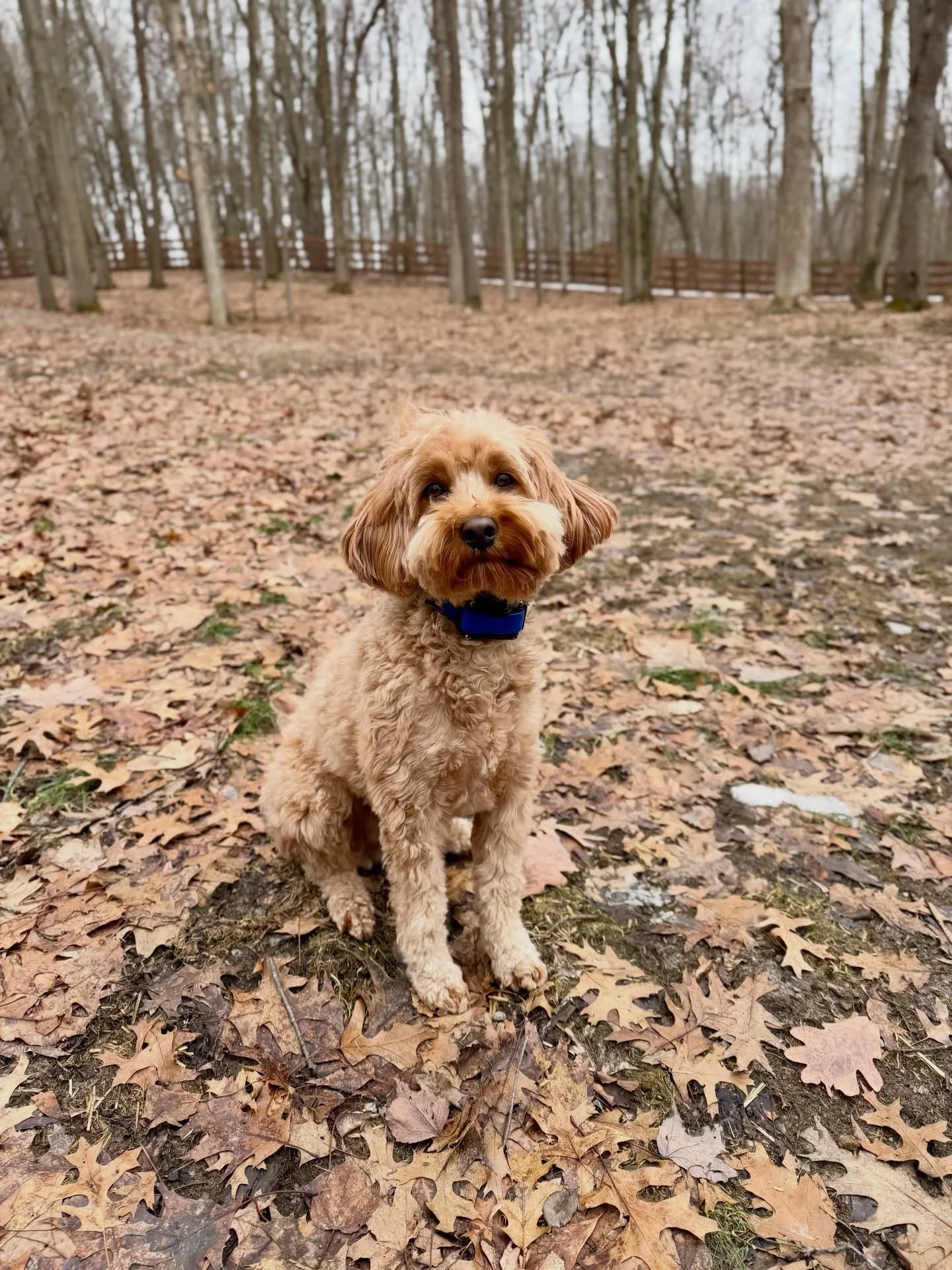 Our Teddi is back with the pack!! Oh how we&rsquo;ve missed you sweet girl 🩷