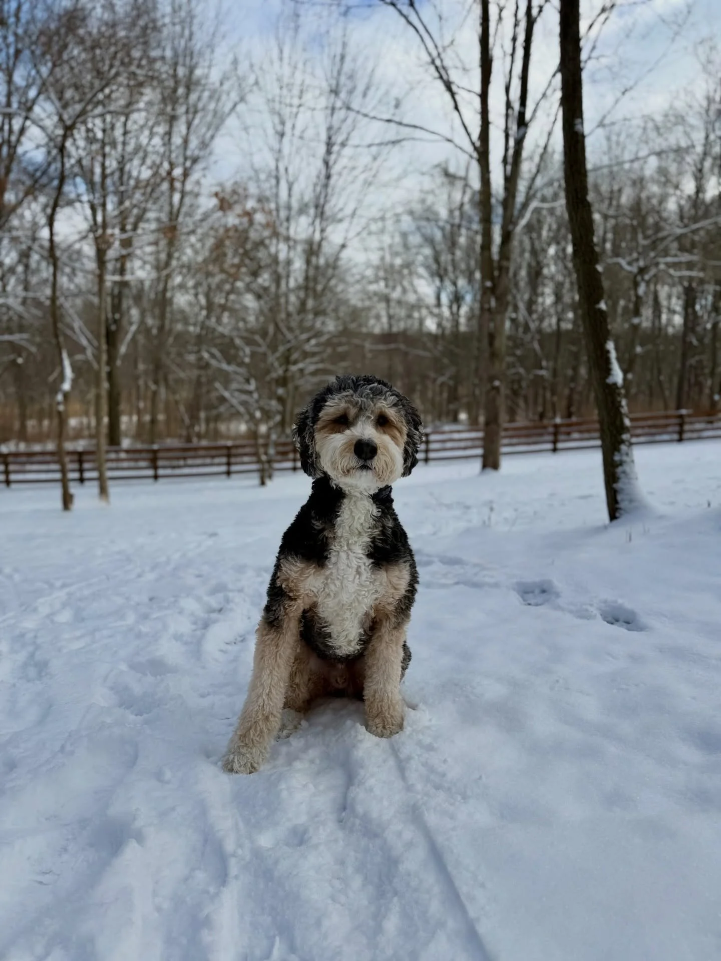 Welcome back Zeus! Looking forward to spending some time with you! ❤️🐾