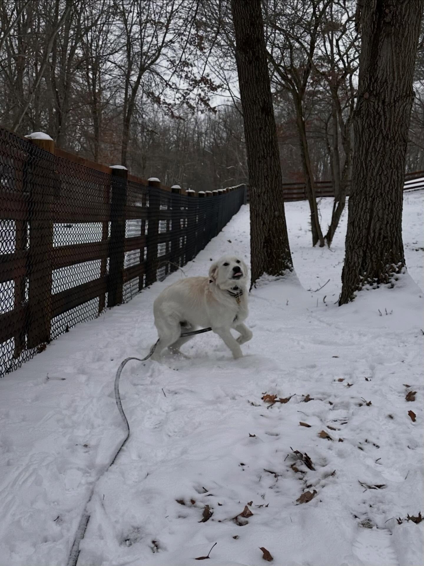 Rusty is practicing recall today and doing great! This pup is on his way to confidence, relaxation and neutrality!
