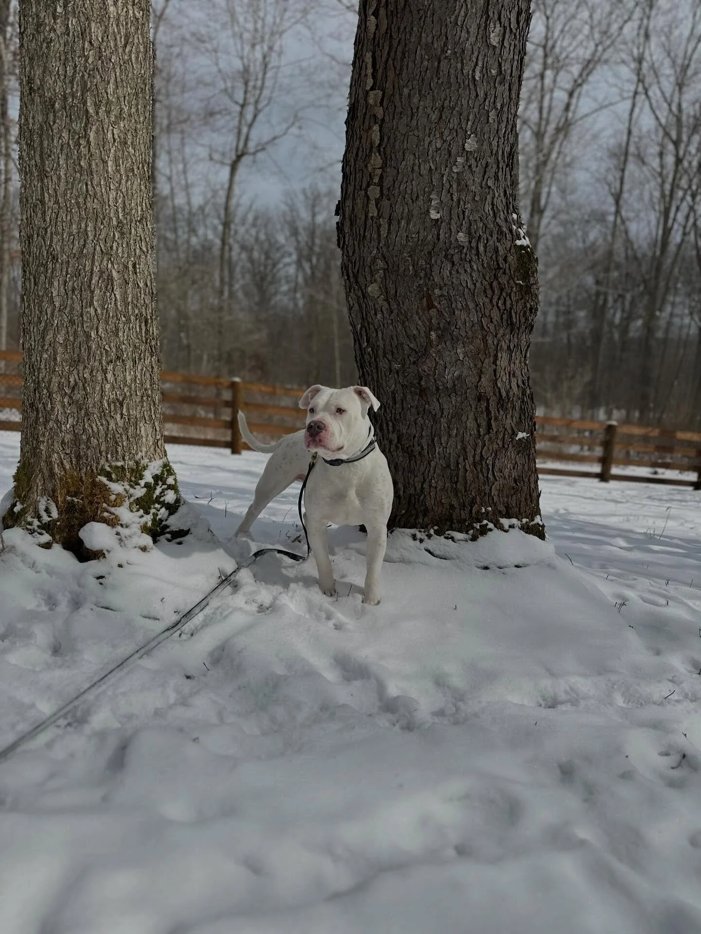 Frank  is all settled in and his training is well under way! Recall practice today went well! This rescue boy is on his way his best life!