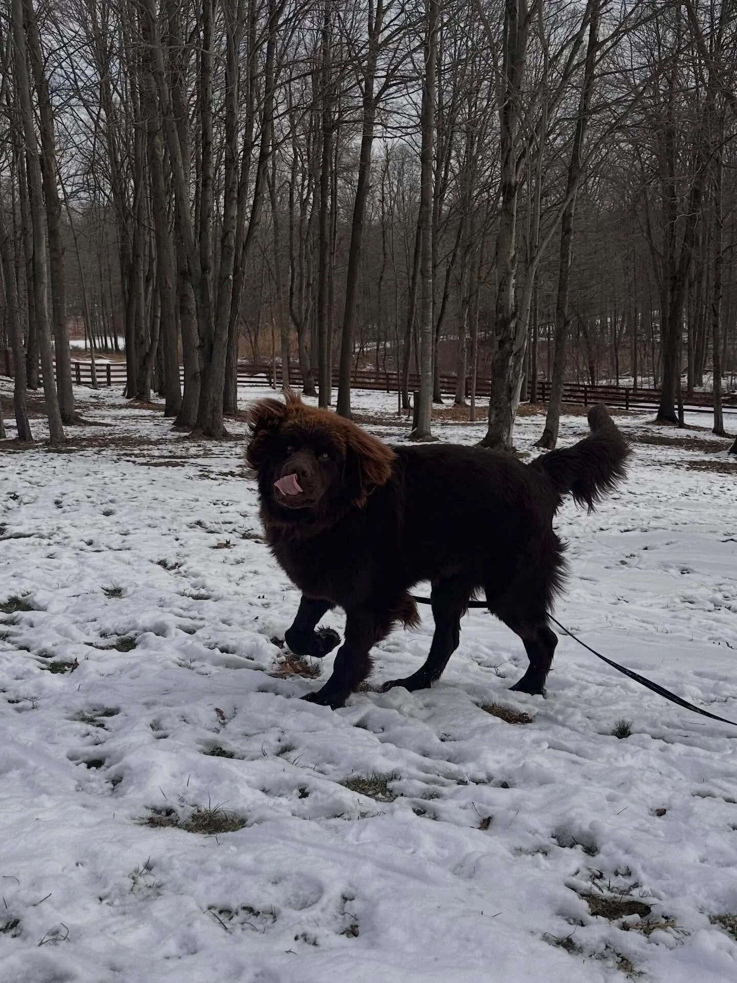 Welcome Magnum to the SDO Board &amp; Train Program! This big brown beauty is about to be a baddie!  Watch his journey! #newfoundland