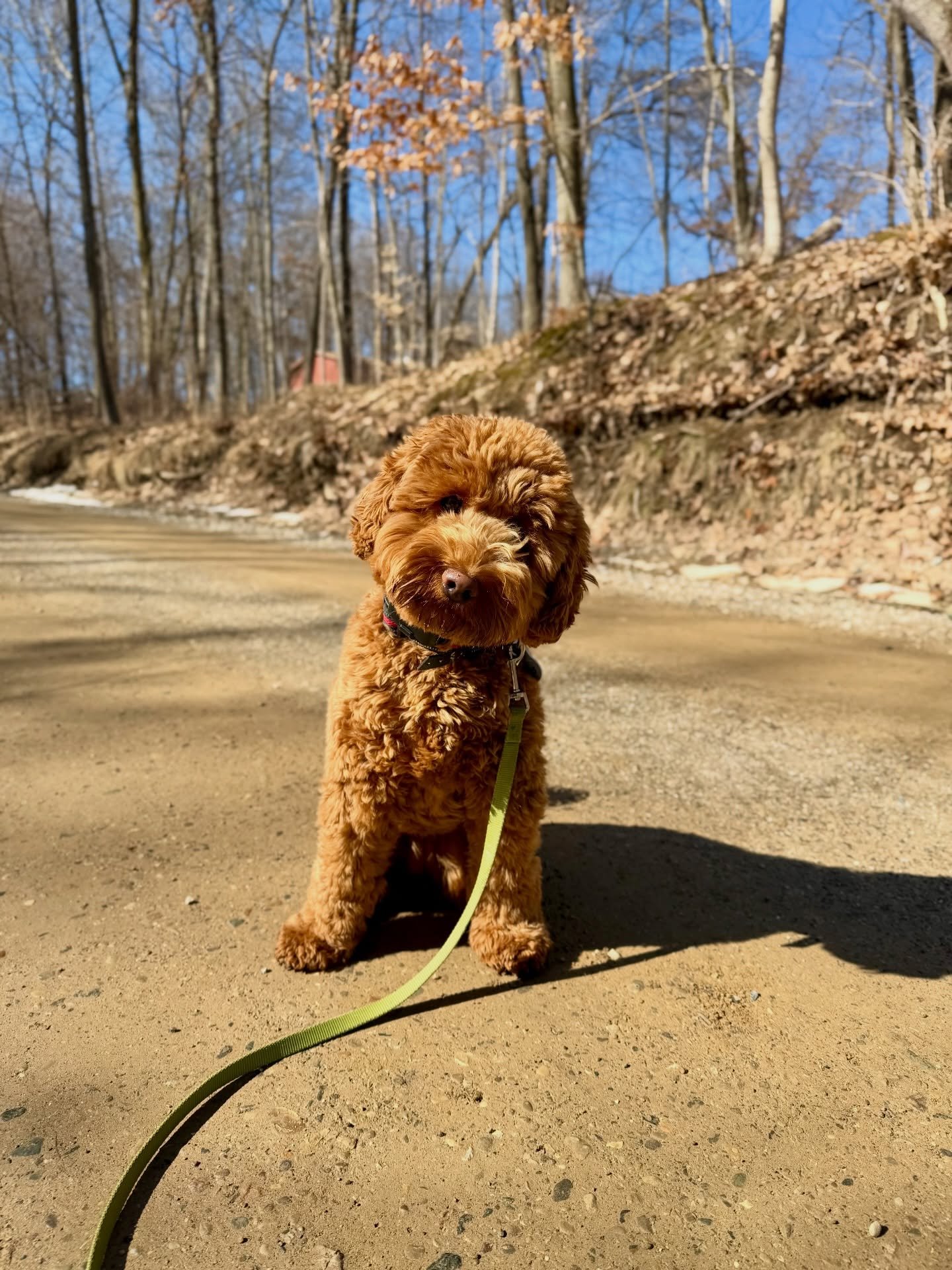 Spring is blooming &amp; so is Iris! 🌷