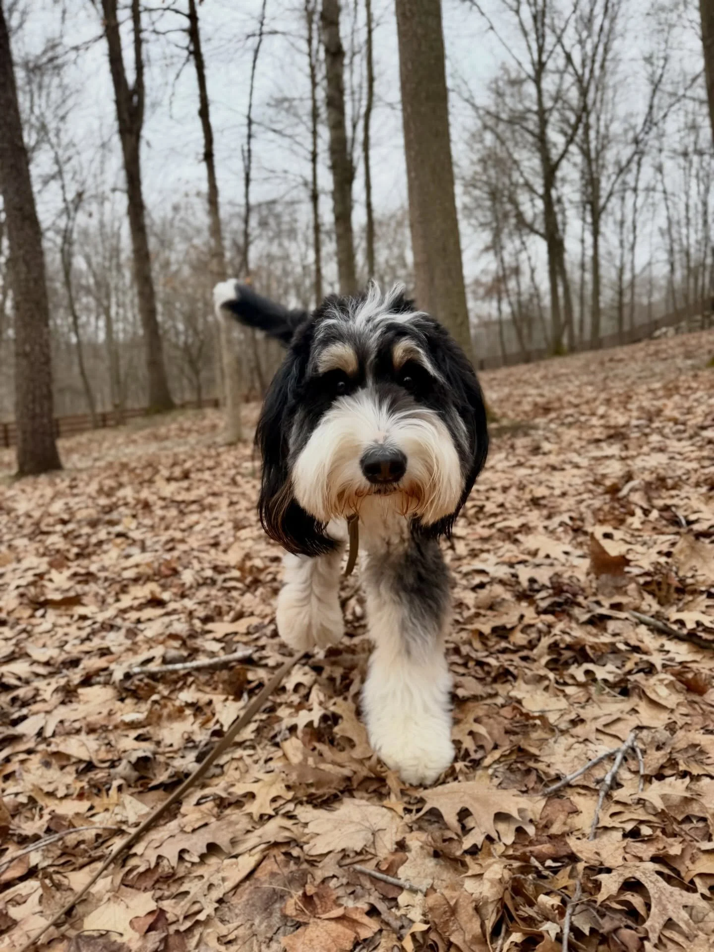 Our newest member of the SDO pack, Millie! This sweet girl has been a lovely addition to our current crew. Stayed tuned to watch her become her best self! ❤️🐾