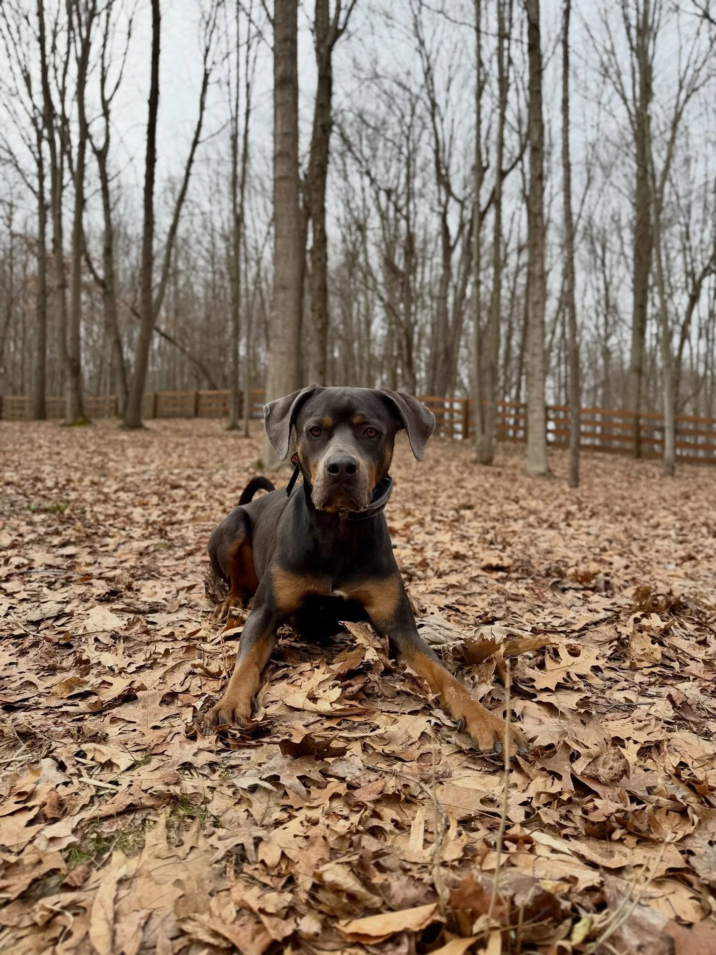 Two badass boarders in one day!! Welcome back Rudy &amp; long time no see, Cain!! ❤️🐾