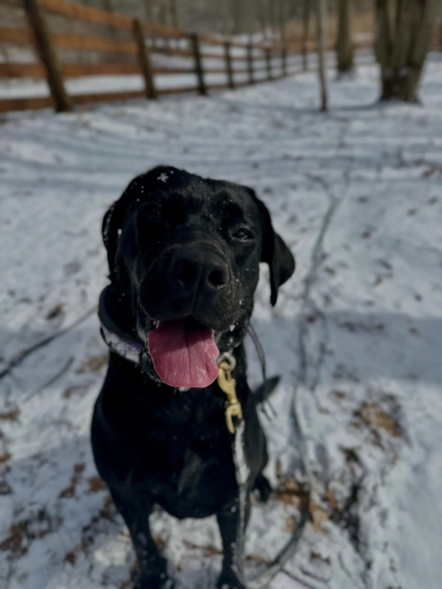 Lucky Onyx got a fresh snowfall for her first training hike! ☘️❤️