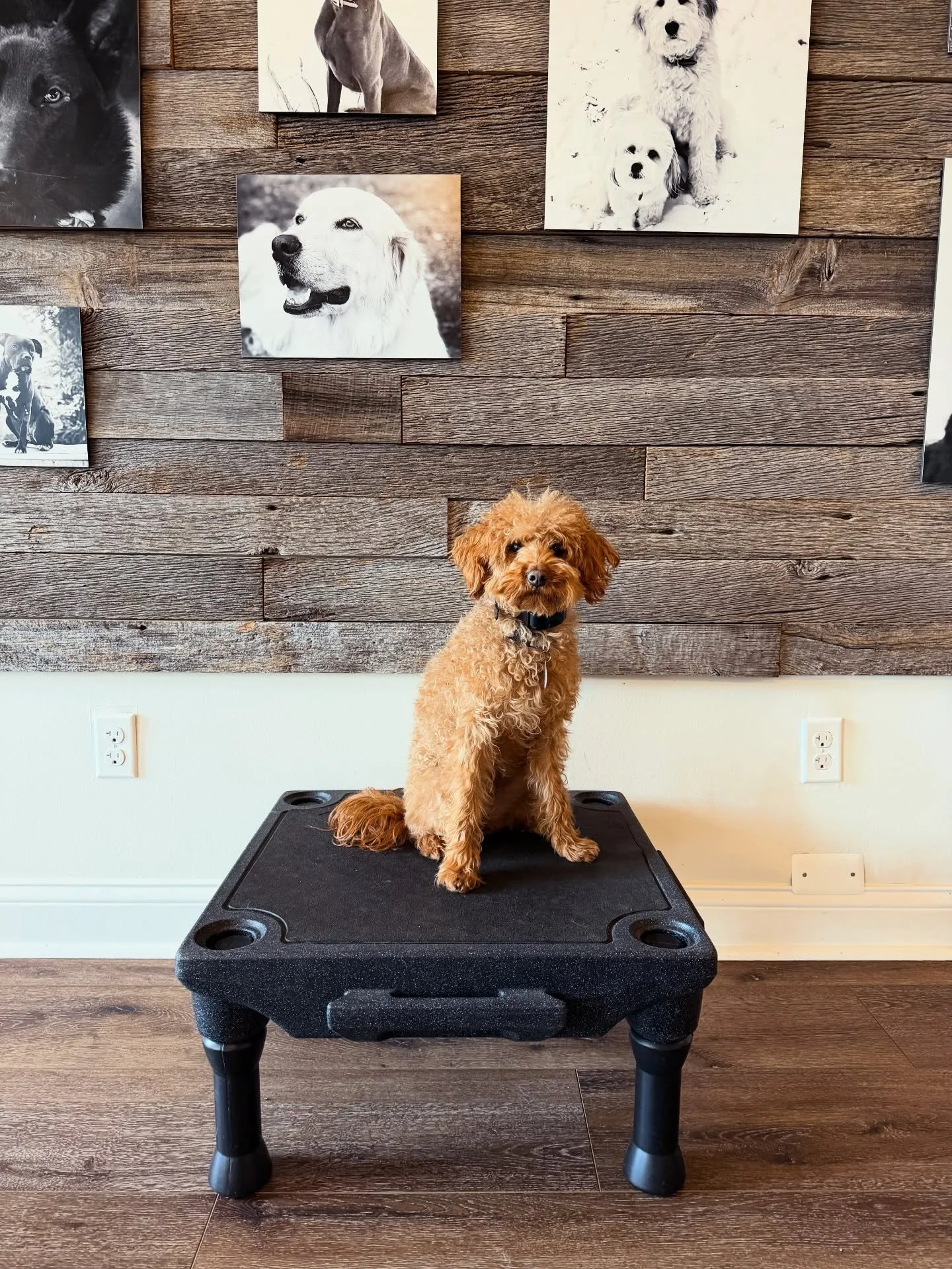 Congratulations to our most recent graduate, Peanut! Working with you has been a joy since day 1 &amp; we can&rsquo;t wait to see what life has in store for you. Your hard work has paid off ❤️🐾