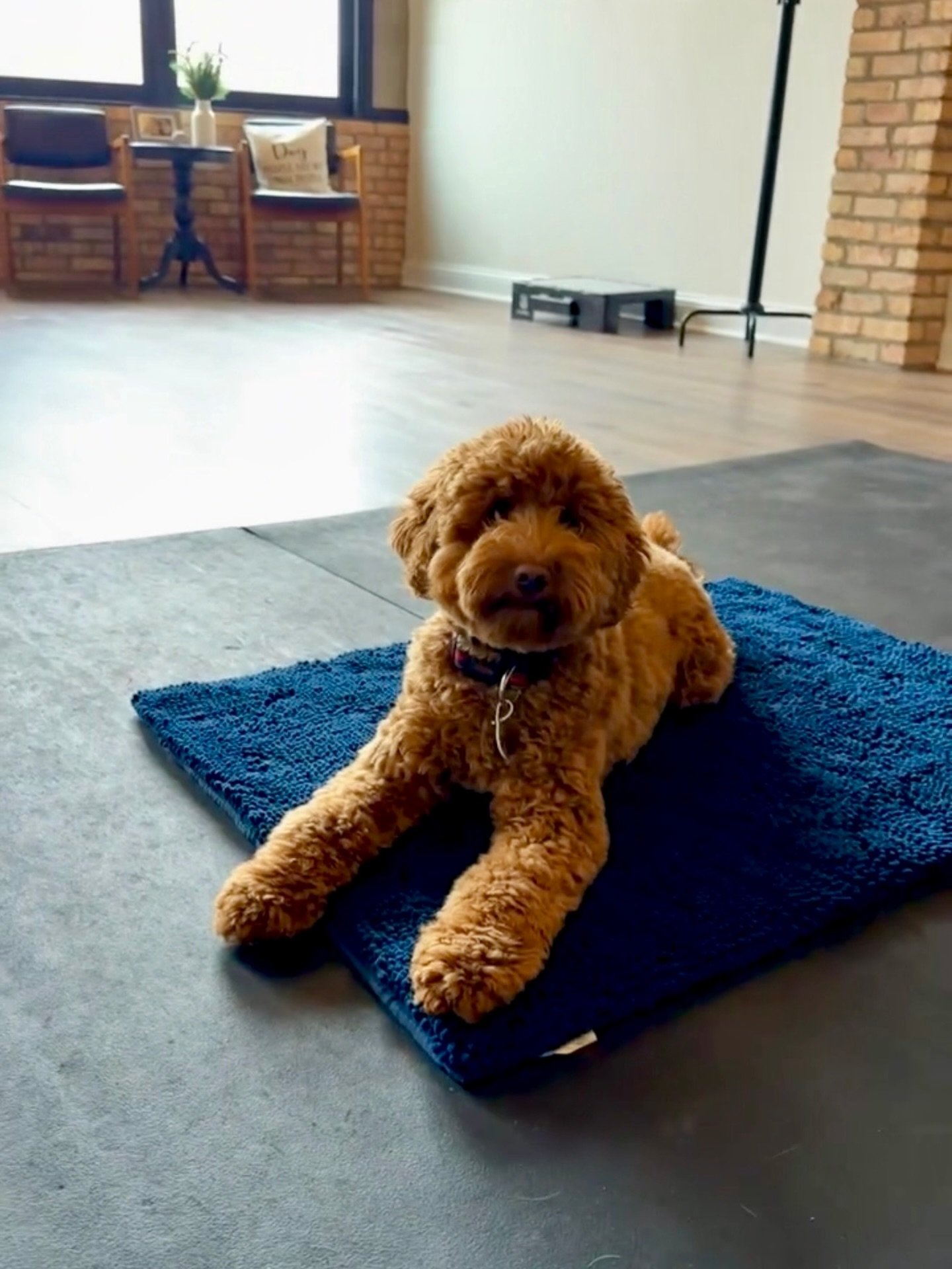 Our sweet Iris has left the building! Having you in our kennel has been nothing short of a blessing, you bring smiles to all &amp; your love for life is contagious. You have a very bright future ahead of you &amp; we can&rsquo;t wait to watch you blo