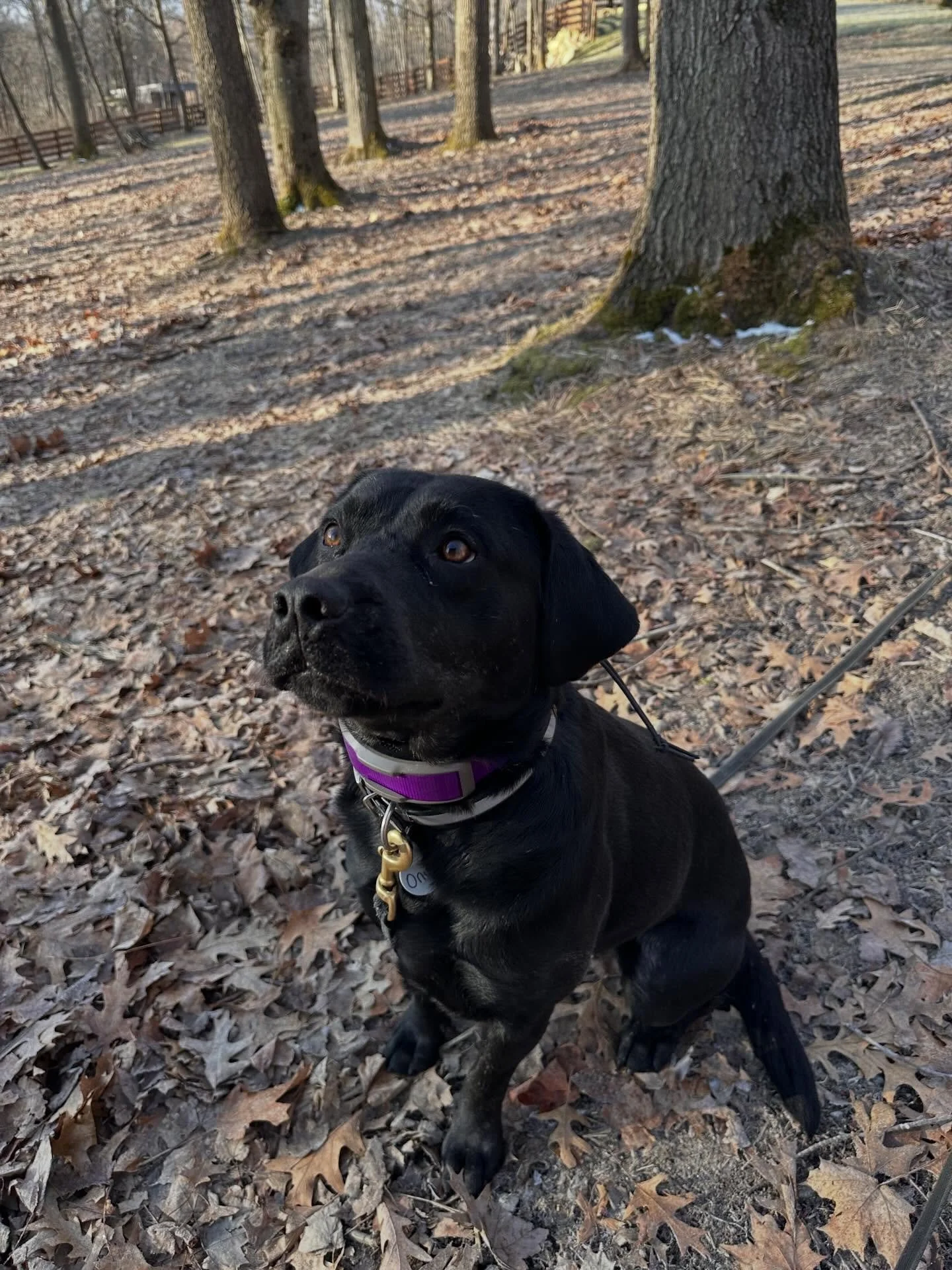 Onyx is doing amazingly!  She is calming, staying attentive to her commands and just literally flourishing🌟#rescueadog #balancedtrainingworks