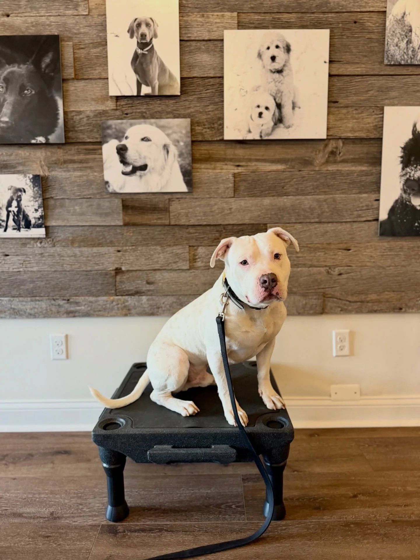 Happy Graduation Frank!! You&rsquo;ve completed our Off-Leash Board &amp; Train program with flying colors! Not a day went by that you didn&rsquo;t bring a smile to our faces &amp; your quirky self will surely be missed. Life wasn&rsquo;t fair to you