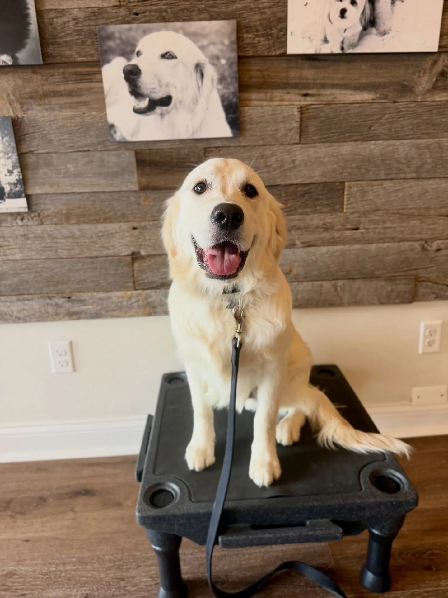 Congratulations Rusty! You&rsquo;ve officially graduated from our Off-leash Board &amp; Train program! From our initial meeting to graduation day, you&rsquo;ve grown into an amazing dog &amp; we&rsquo;re grateful to have been apart of your journey. T