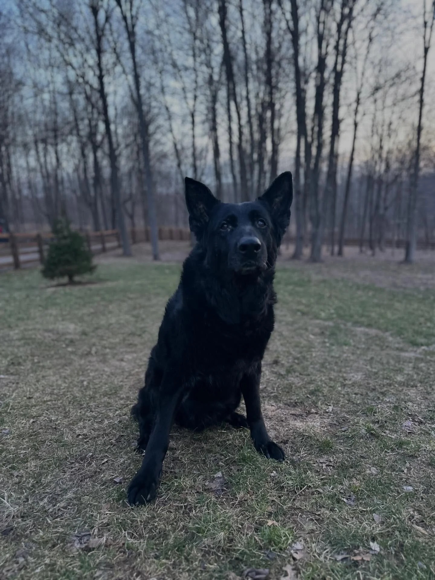 Today marks a very special day.  After 12 years of Therapy dog service, I have officially retired Toby.  He has spread so many smiles and spread so much joy.  He has helped me certify many handler/dog teams to keep spreading that love. This dog is on
