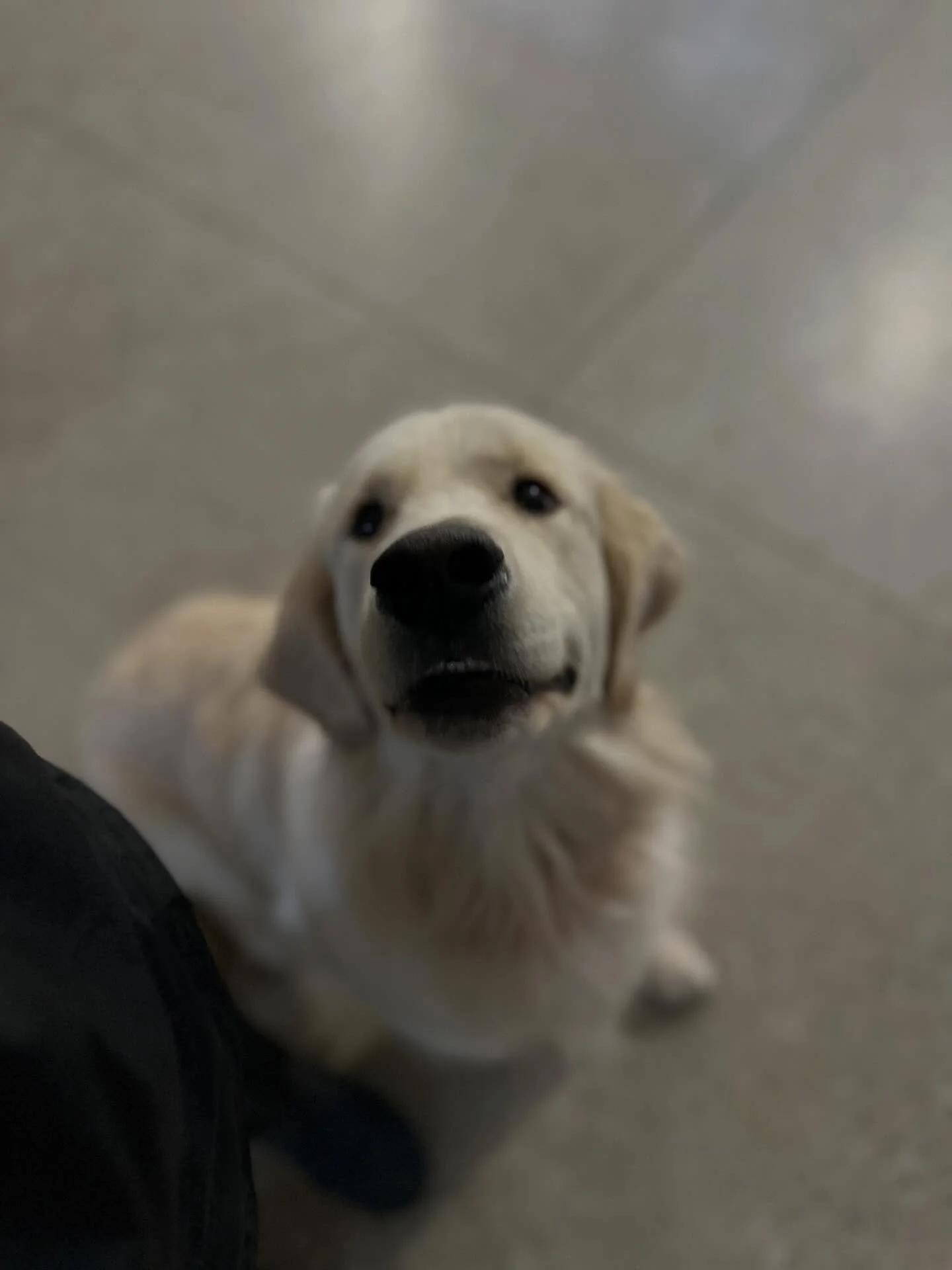 Tucker is back for some Spring Break play and train and his commands are golden🌟