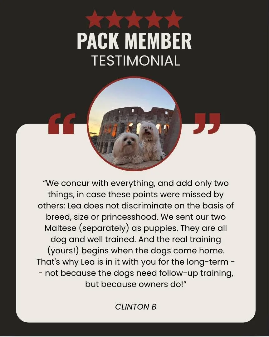 What sets our training apart is what happens after your dog goes home.

We support our clients well beyond graduation through our Pack Perks, with access based on your program.

Our Board and Train dogs receive the highest level of continued support,