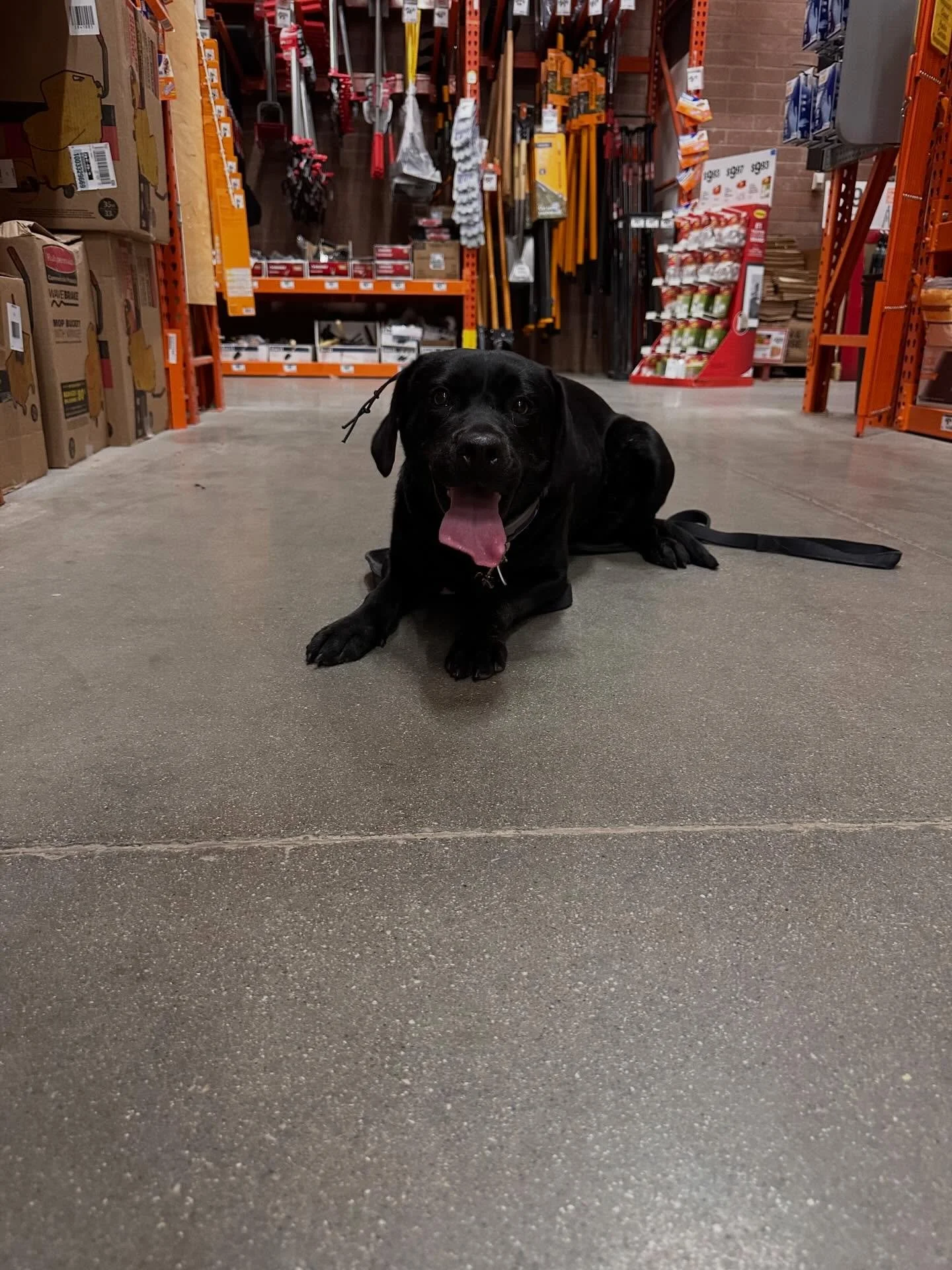 Onyx is crushing it! Behavior modification at its finest! She came to us as a rescue with a very bad start and now 4.5 weeks later, she is finding safety in her commands and is flourishing with calm confidence and a much more regulated nervous system