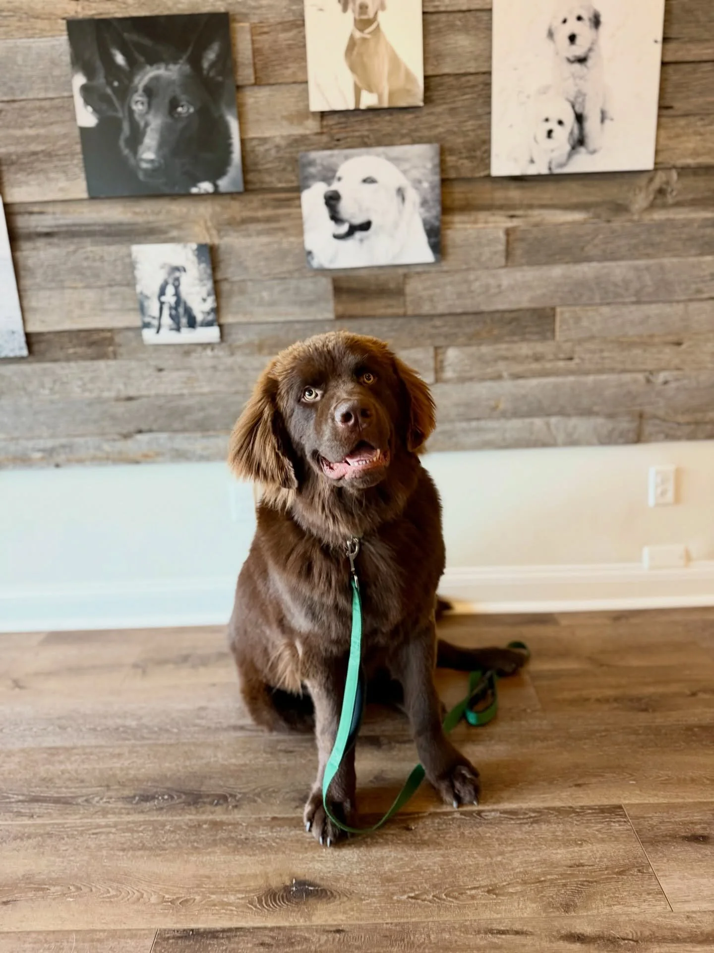 The most handsome graduate you ever did see! Congratulations to Magnum on his completion of our Off-Leash Board &amp; Train Program! You have a beautiful life ahead of you &amp; we can&rsquo;t wait to watch you live it off the leash! ❤️🐾