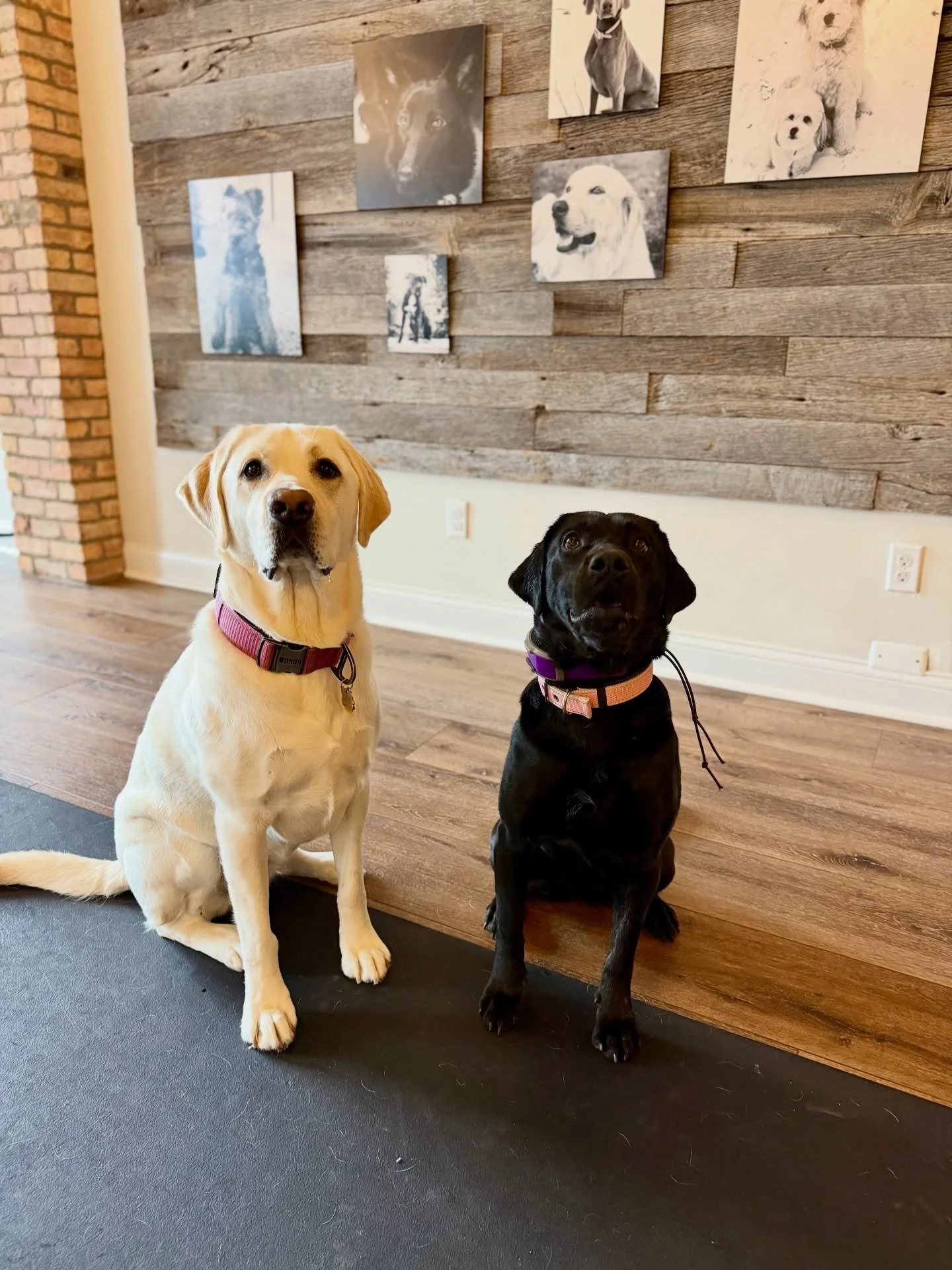 Our little rockstar graduated yesterday!! Congratulations Onyx, you have made everyone so proud. Watching your personality come to life has been a true blessing. We&rsquo;re grateful to have been apart of your journey &amp; help you find a safe, peac