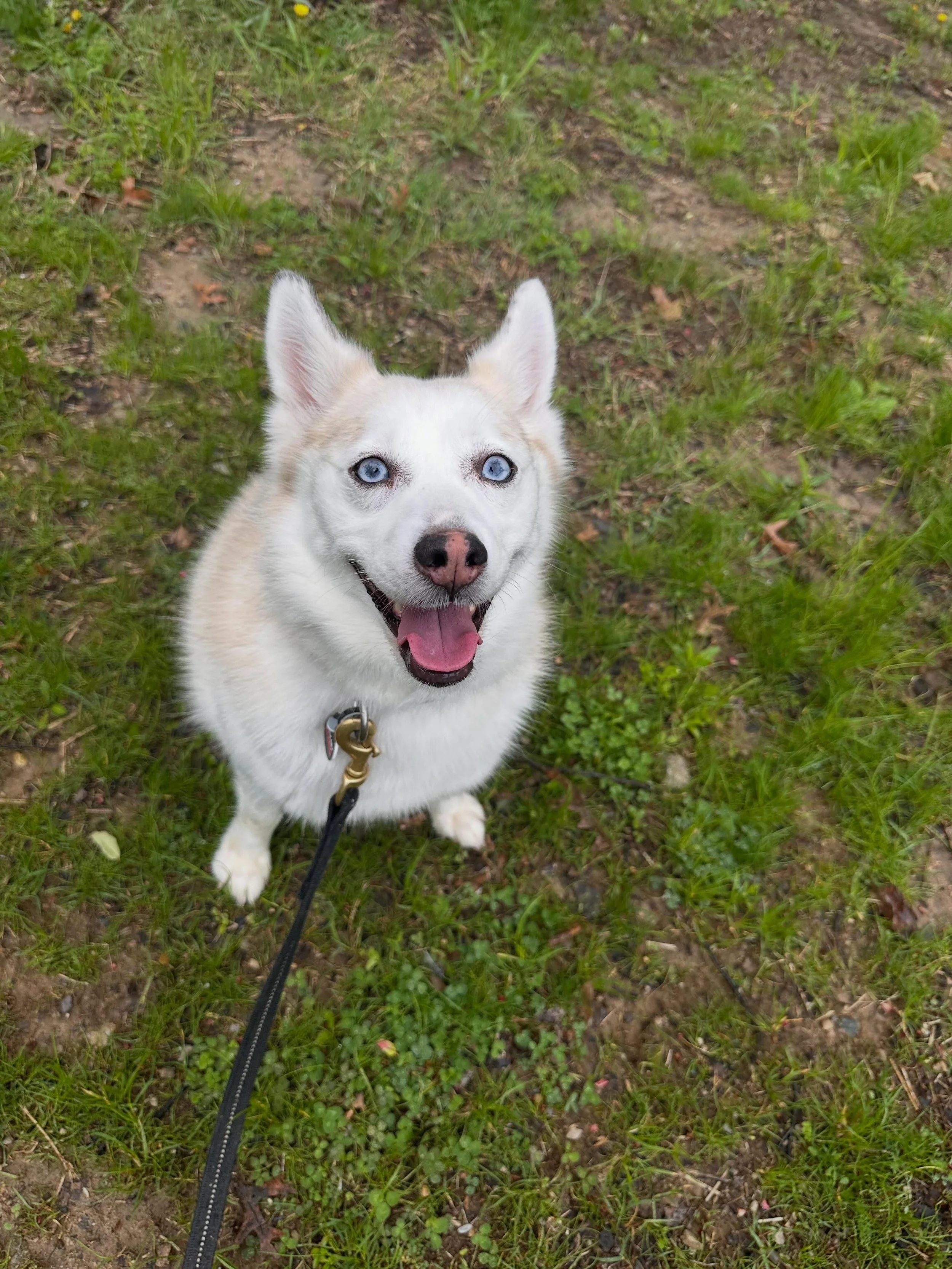 Welcome Skylar to SDO!  We are excited to work with her! She is an adorable Pomski with lots of energy and pizazz!