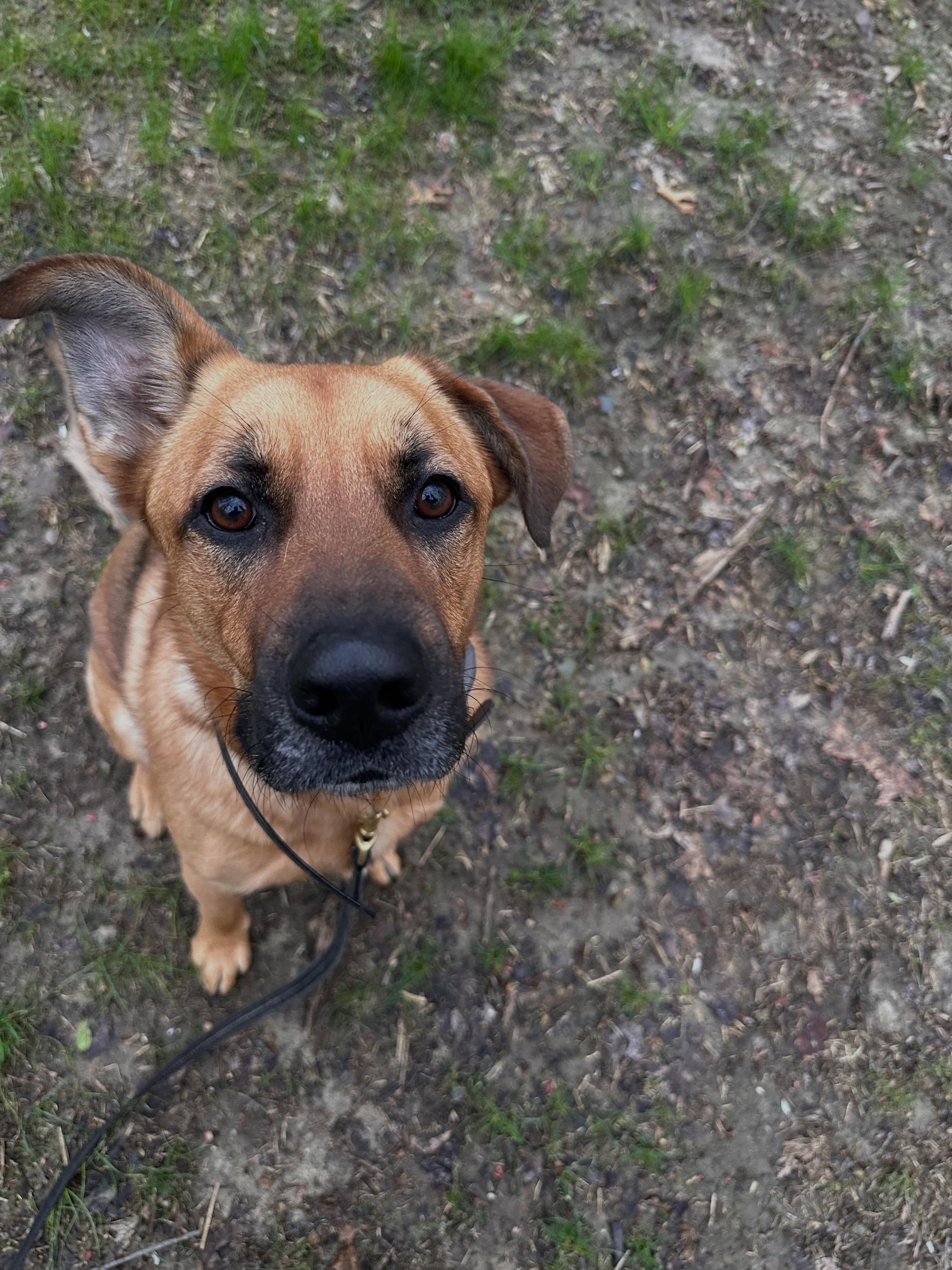 Welcome Reilly to SDO!  He a Shepherd mix rescue who was found wandering the streets. With a little behavior modification and obedience, this boy will be confident and reliable on or off his leash!