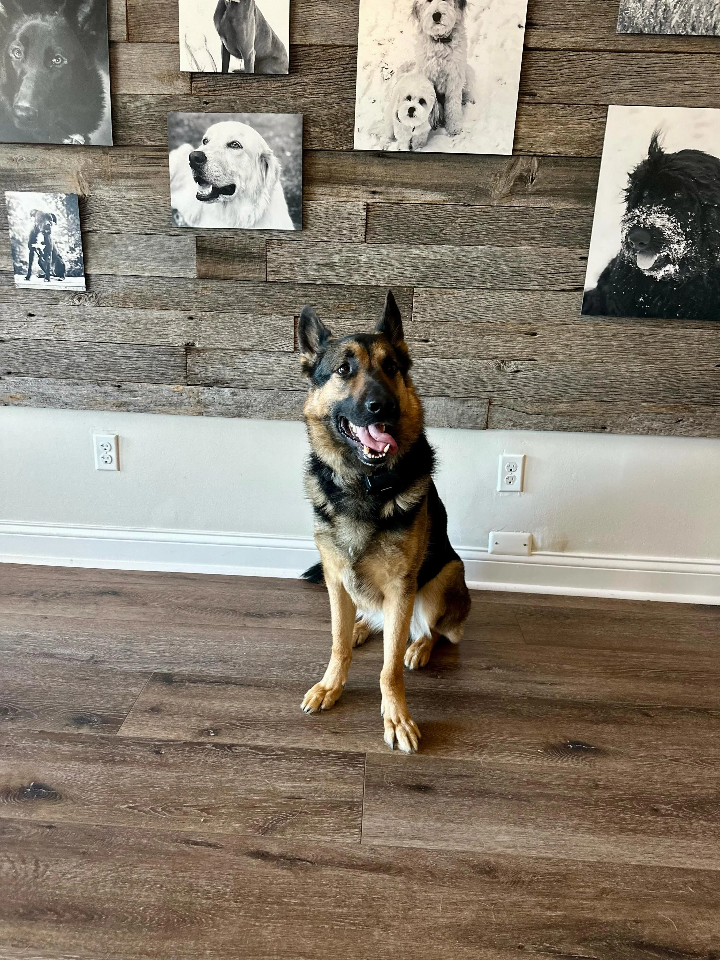 Congratulations to Eli and his family on completing their Beginner Private Series!  You made so much progress in 4 sessions! From reactive and on guard to more calm, cool and collected!  Onward and upward we go to Intermediate series to take this boy