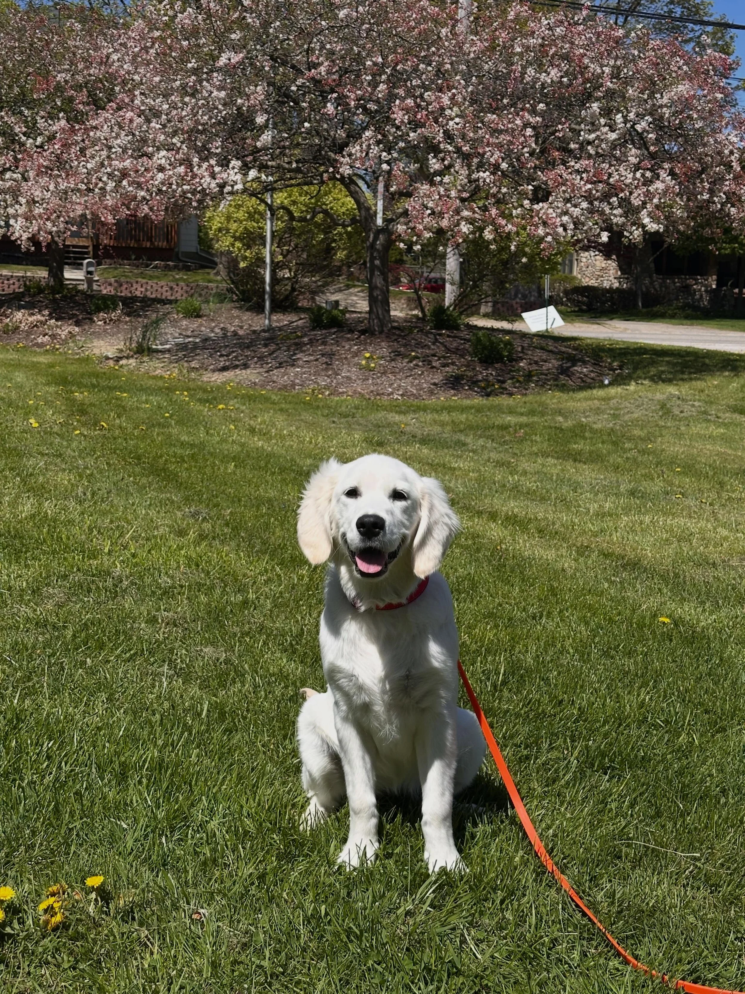 Congratulations to Lola and Barb for completing their Private Beginner Series today!  What a beautiful team they make! Next step for Lola is our off leash program to obtain her reliability in following her commands on or off that leash! She&rsquo;ll 