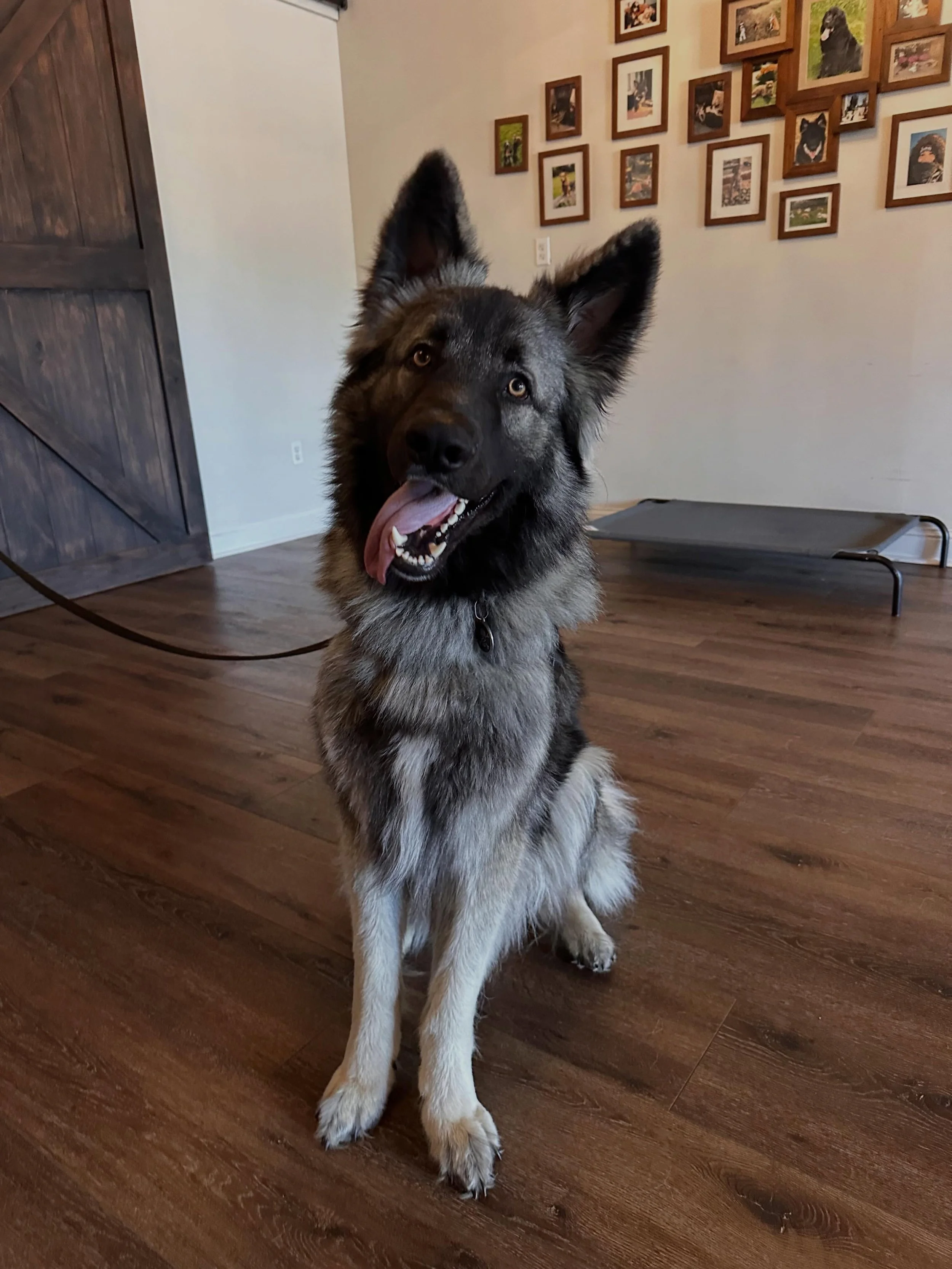 On deck for our off Leash program is Prince Elvis!  He is a 14 month old Shiloh Shepherd and about to be livin life off that leash! I&rsquo;m so excited to work with him!
