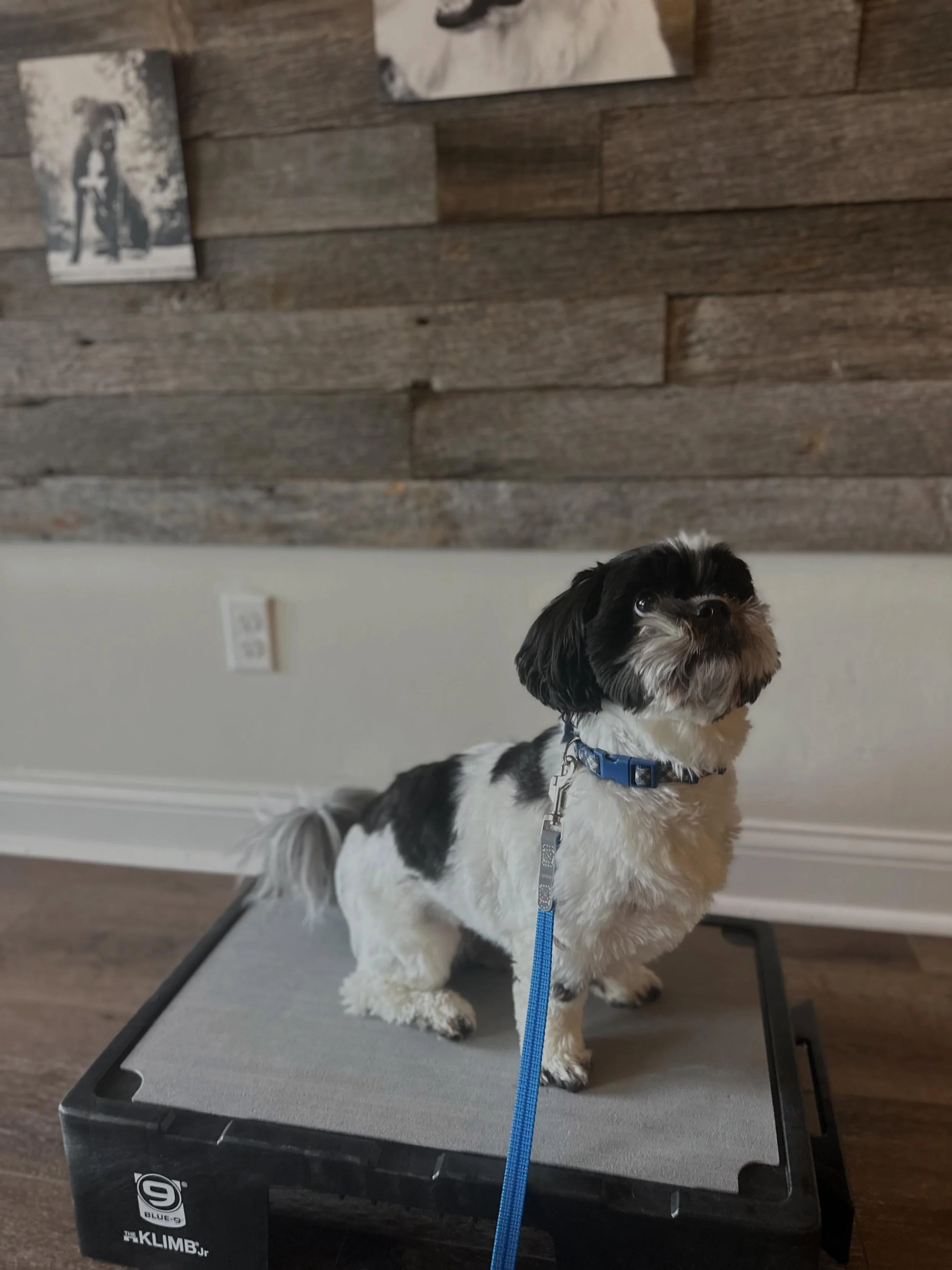 Congratulations to Milo and his dedicated family!  This boy was rescued and then began resource guarding his Mom and things like he was king of the castle! A customized  Private series of crate training, obedience, behavior modification and dependenc