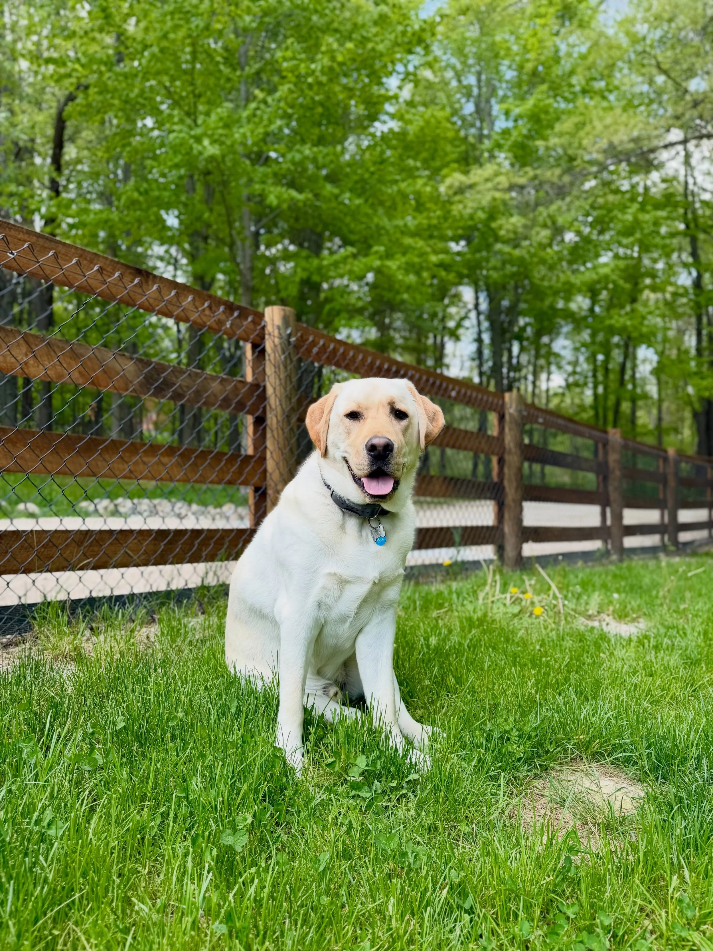 Welcome back Charlie!! We&rsquo;re so happy to have you! ❤️🐾