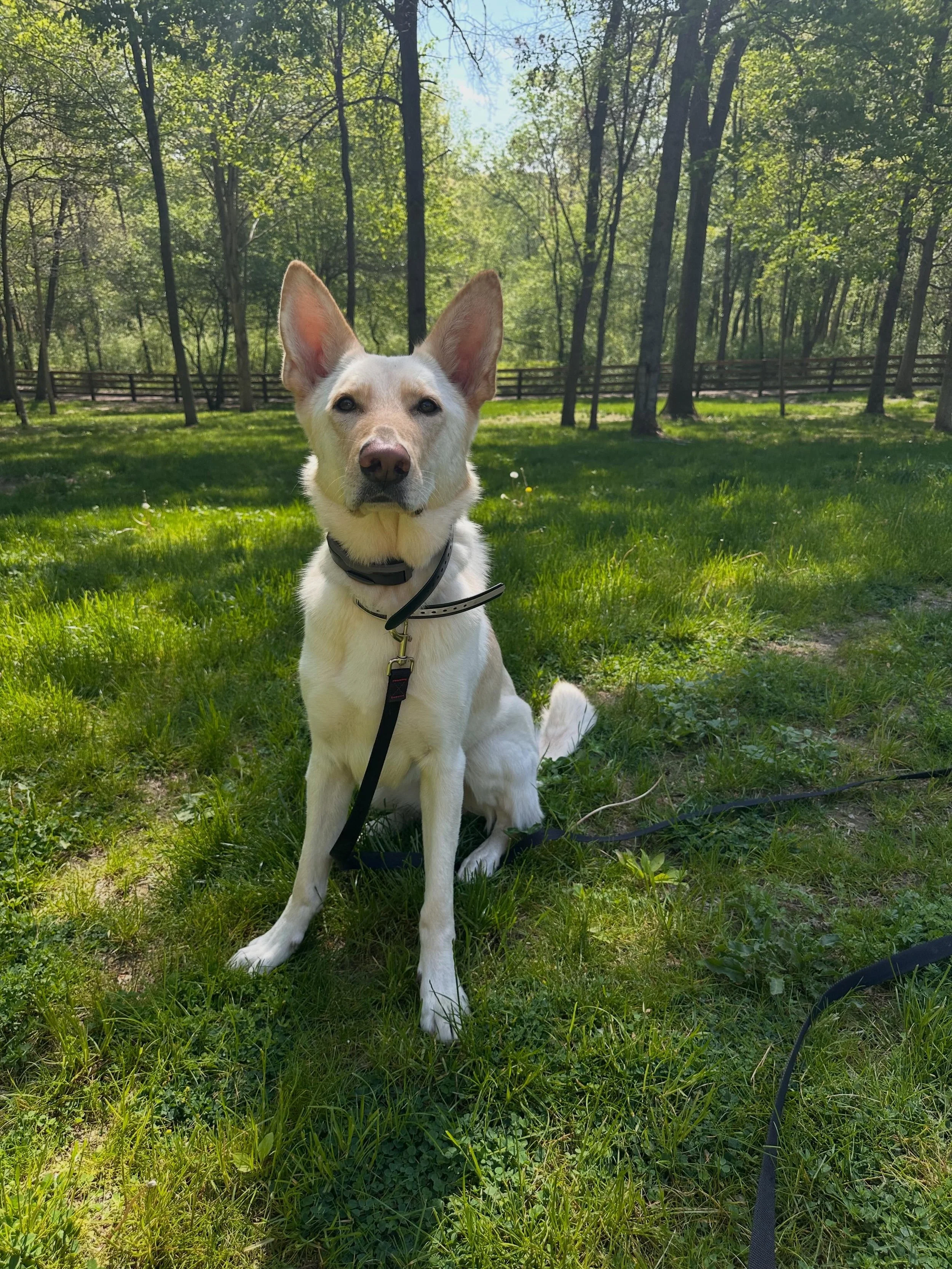 Welcome Luna to our board and train program!  Her GSD sister Stella graduated long ago and raised the bar high! Watch this girl ruse to that bar and be her best self💯