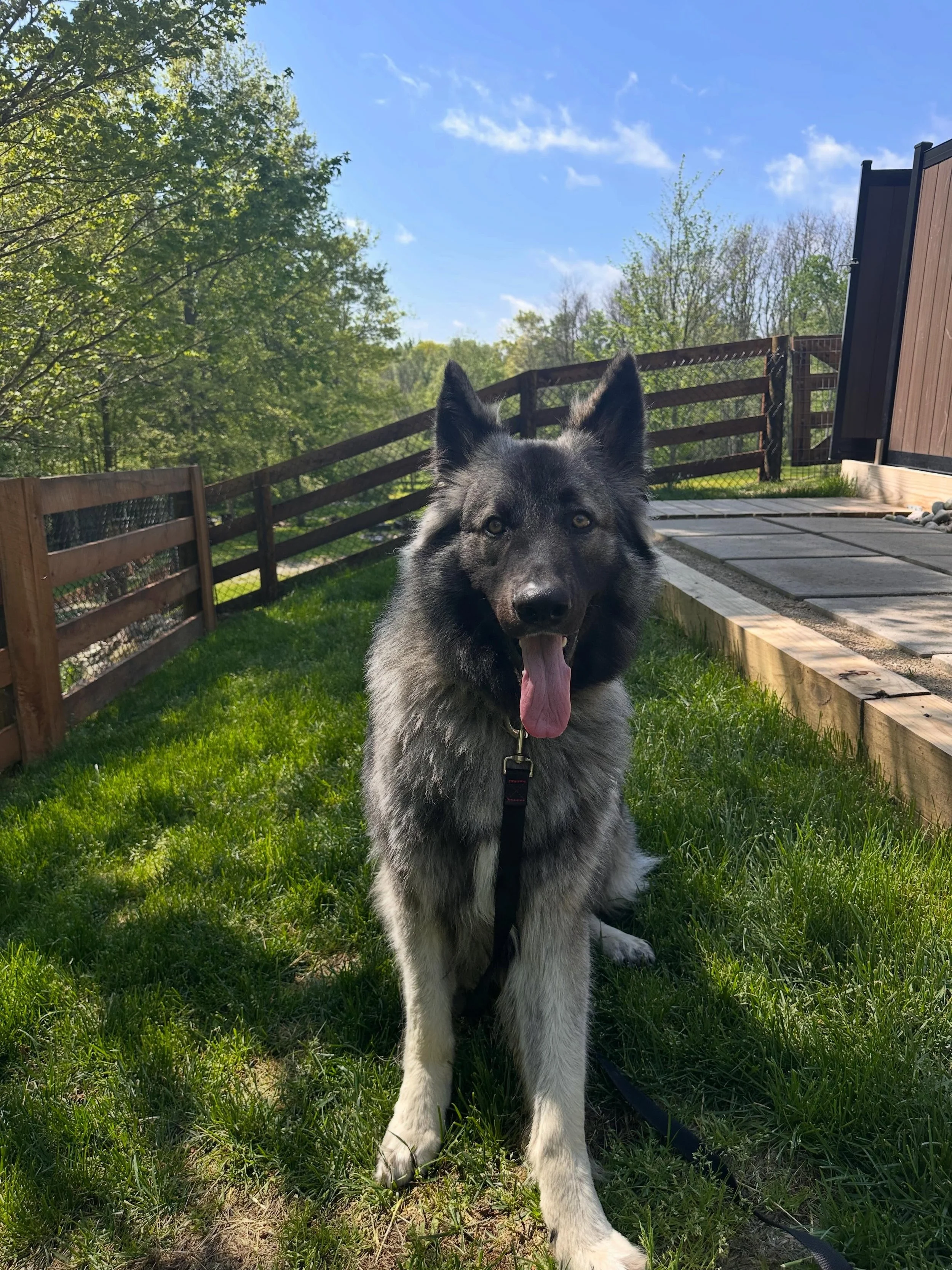 Welcome Prince Elvis to the Pack!  It&rsquo;s the third dog for this family! After Wolfgang and Max, this boy has big paws to live up too!