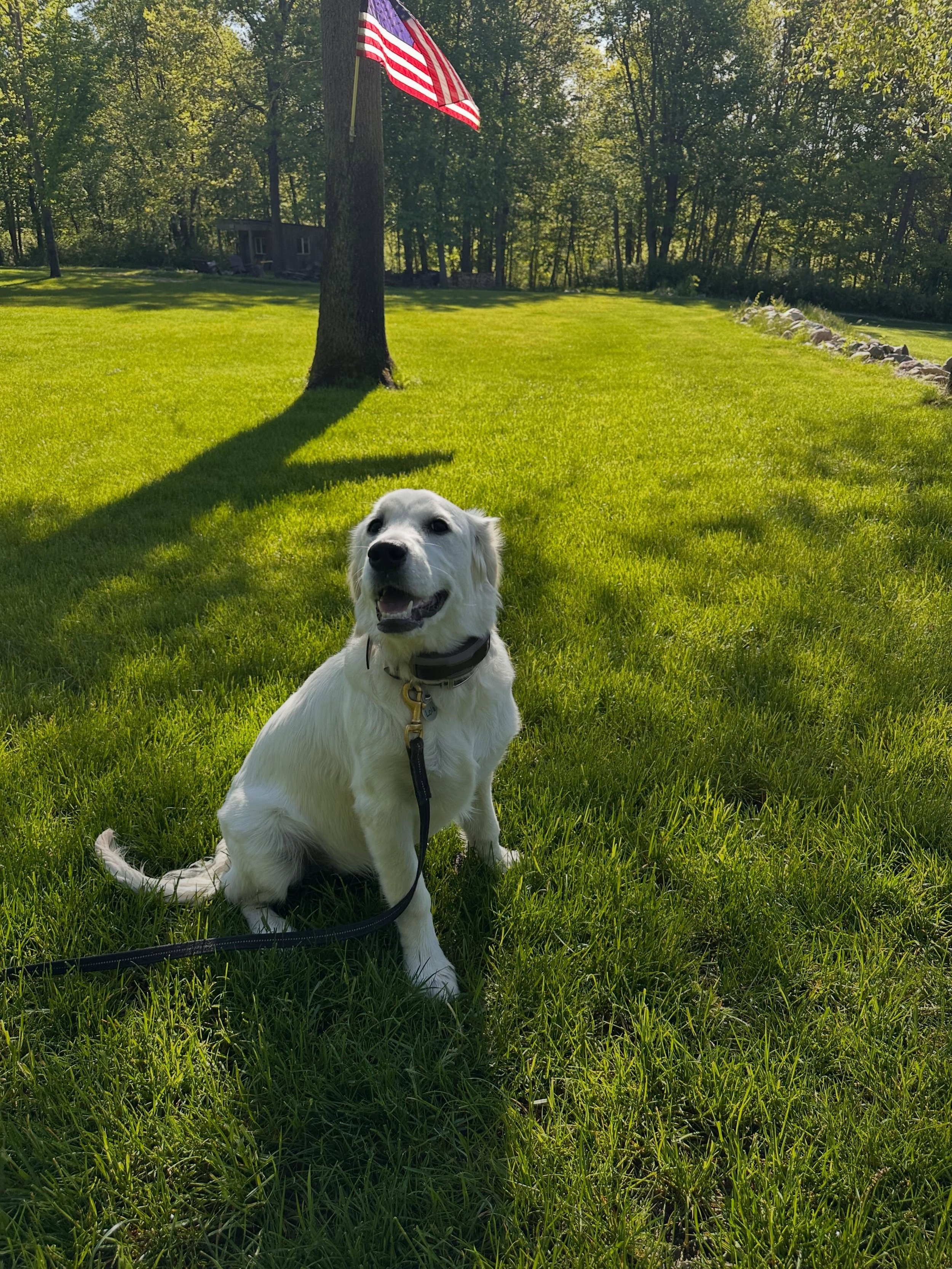 Lola is thriving and surviving!  This English Cream had a bright future ahead!  Her recall is beautiful!