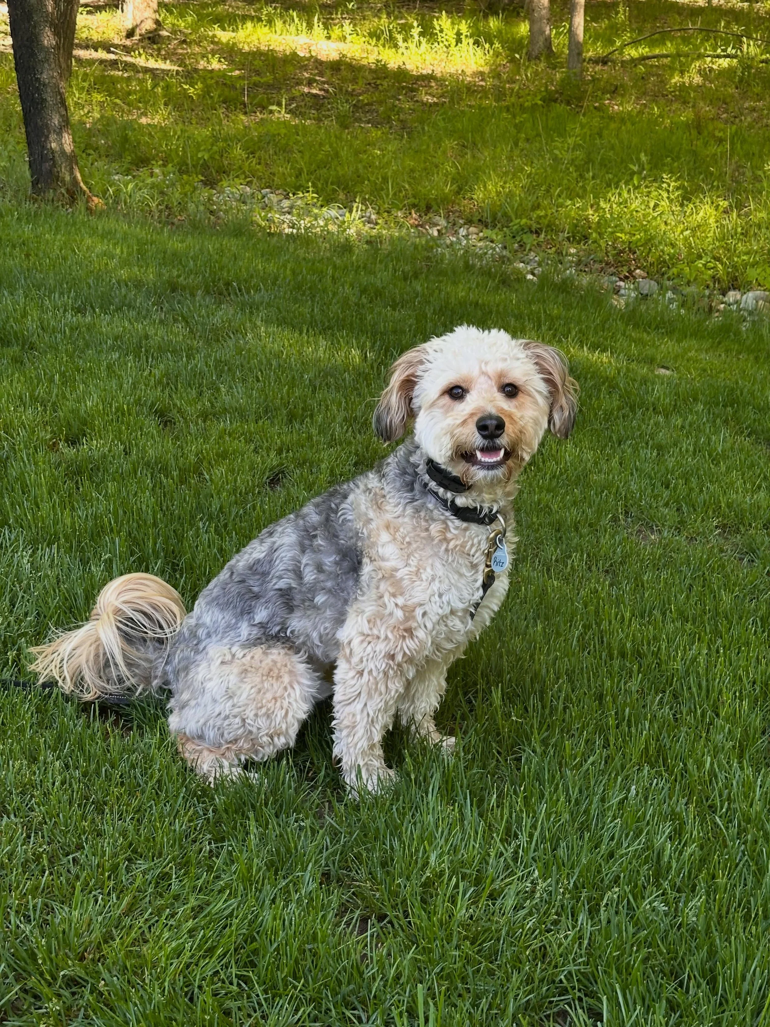 Ritz is progressing beautifully! Engaged, playful and loving his training!
