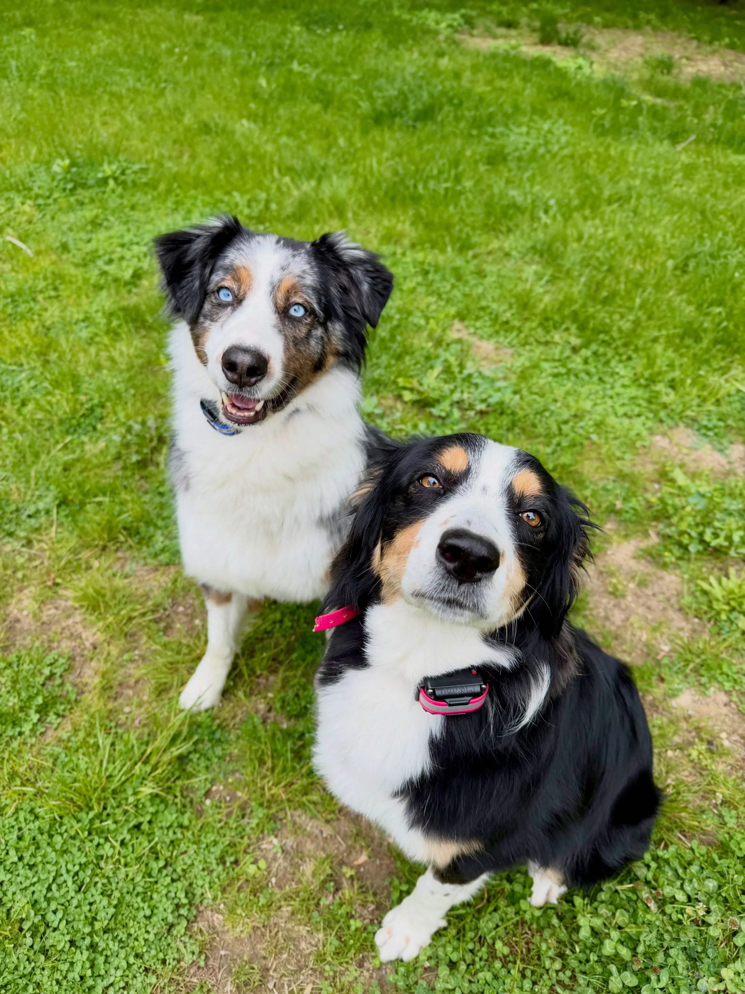 Aspen &amp; Malibu 🐾❤️