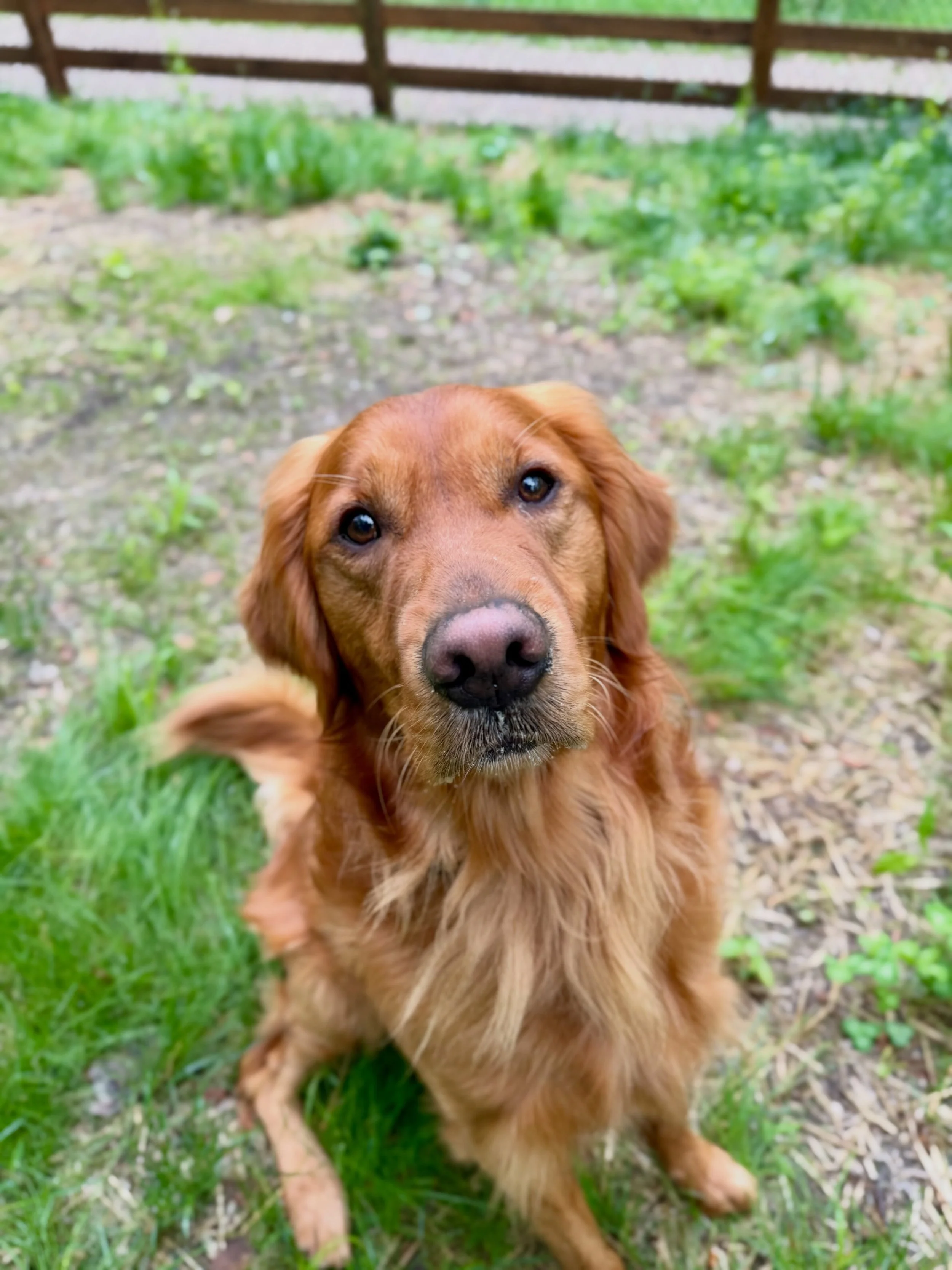 Dutch is back for a Smart Dog Vacay!! 🐾