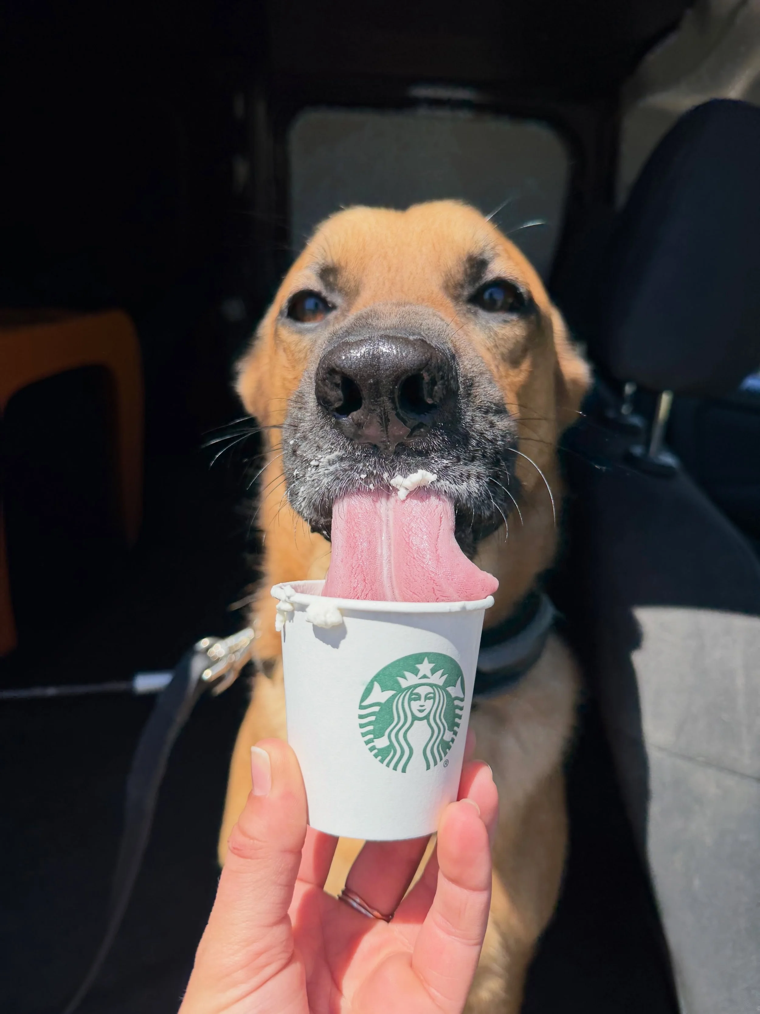 Wouldn&rsquo;t be an SDO graduation without a celebratory pup cup! Tomorrow is Reilly&rsquo;s big day! 🎓