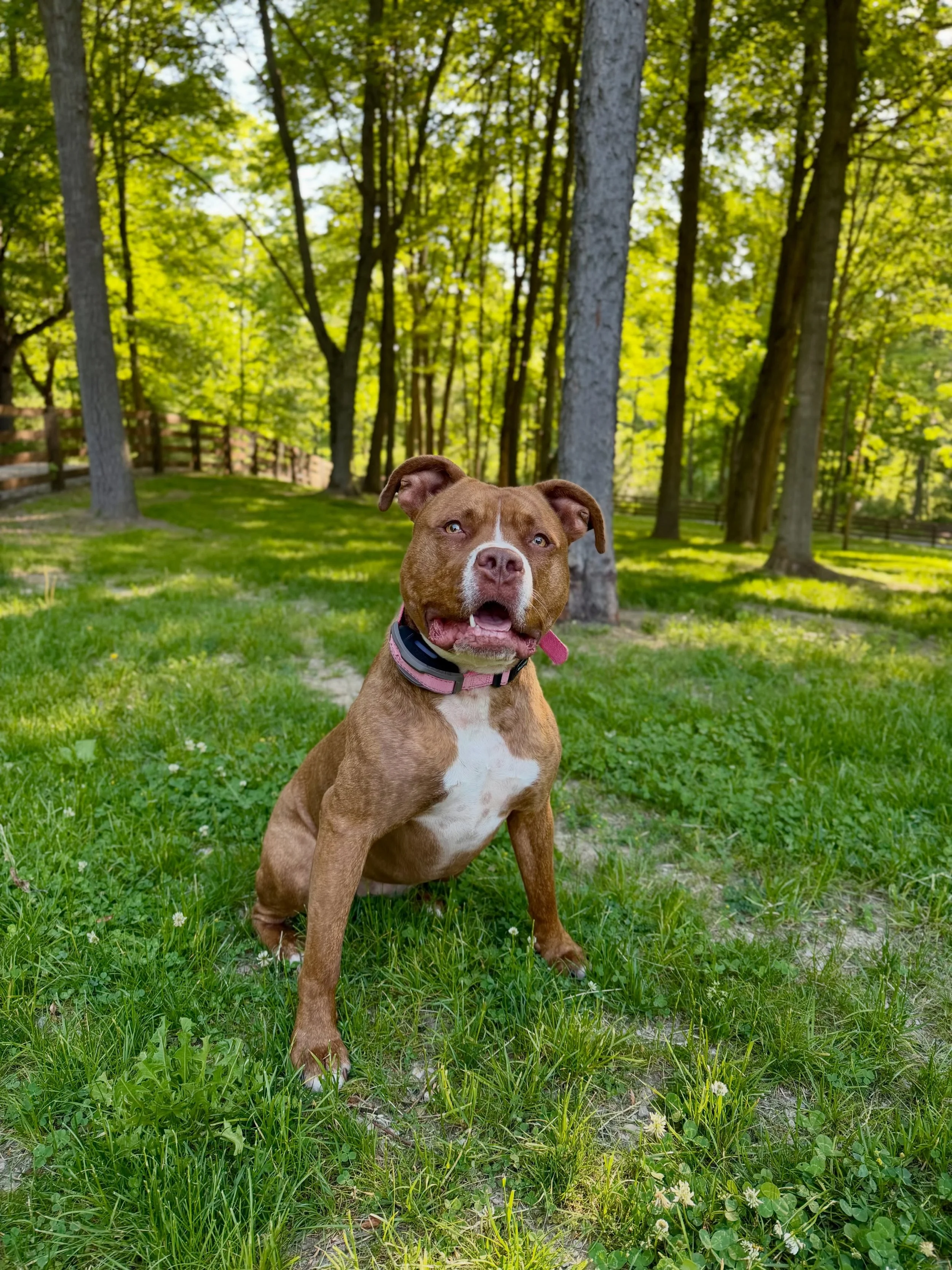Party girl is back with the pack! Always a guaranteed good time with a favorite pitty, Simone. 🩷🐾