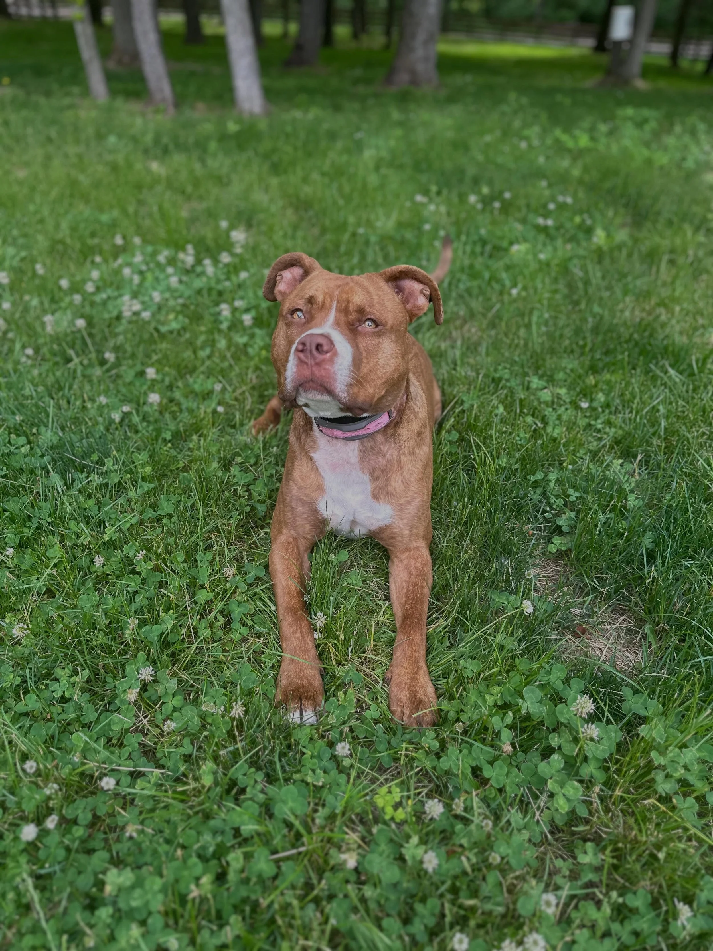 Simone❤️#pitbull