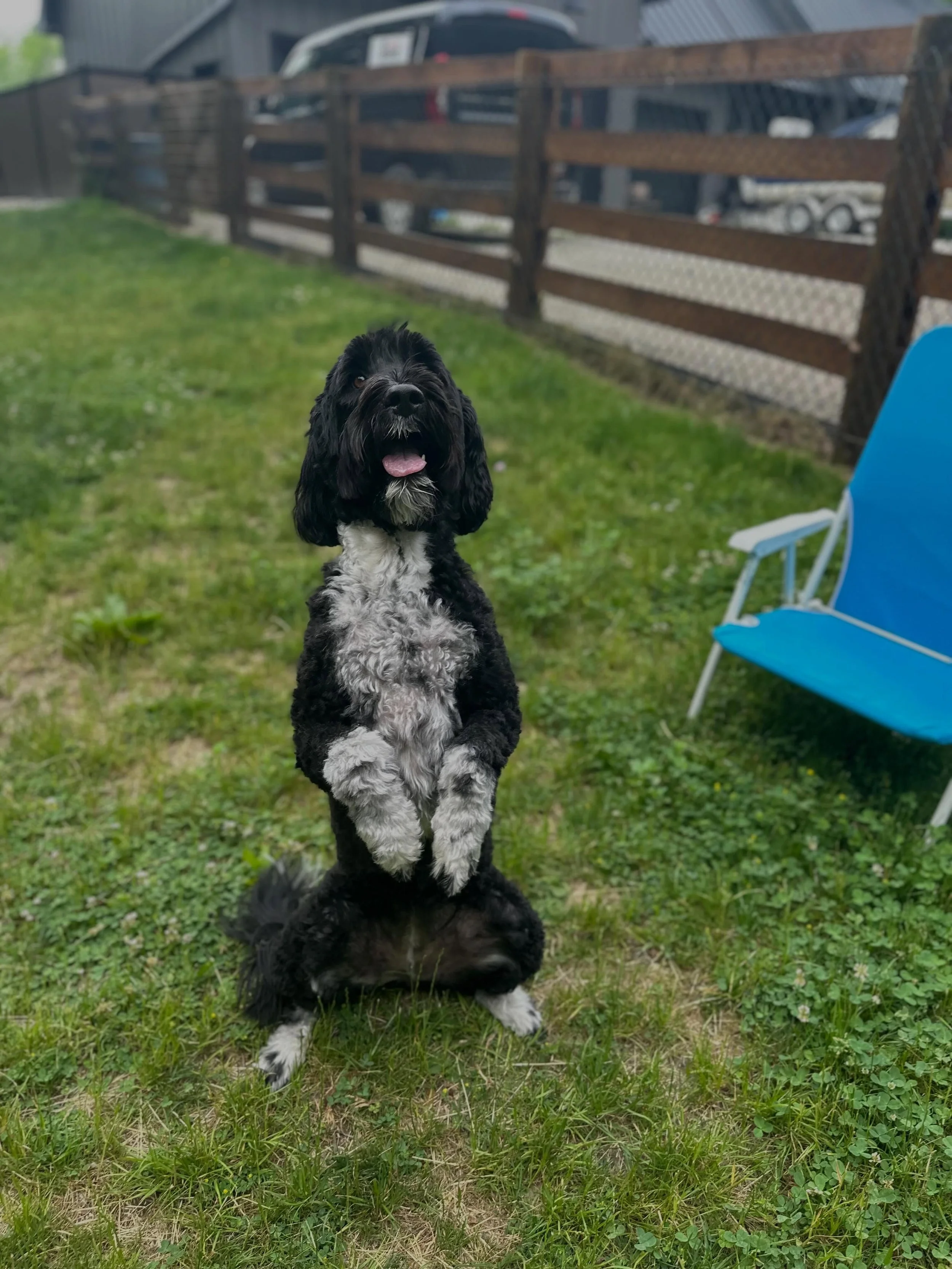 Bella❤️#portugesewaterdog