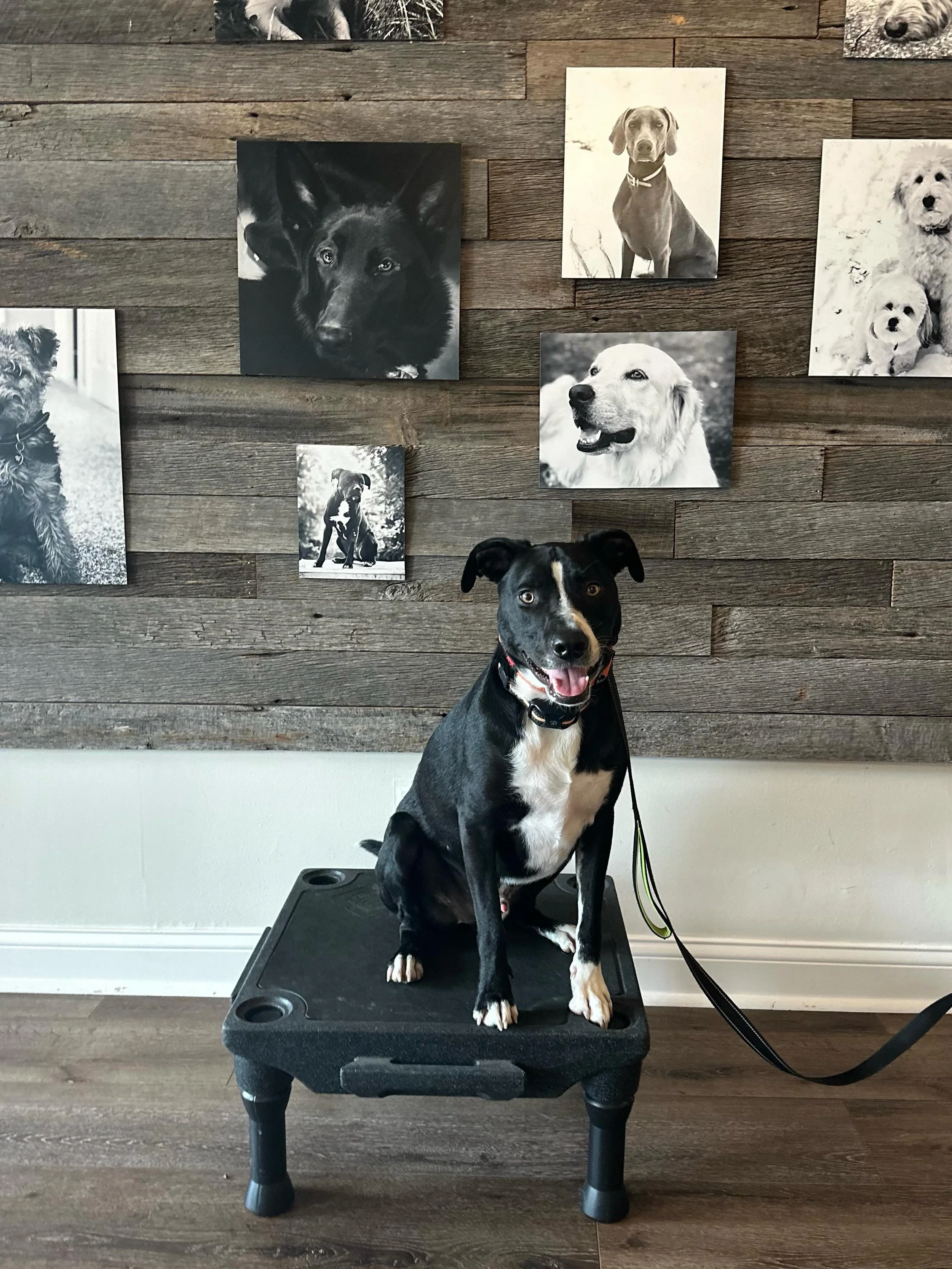 Congratulations to Lincoln the Border Collie mix and his Mom on completing their Beginner Series. Onward we go to Day Train and the Intermediate Series ! Watch this once reactive boy become calm, neutral and attentive!