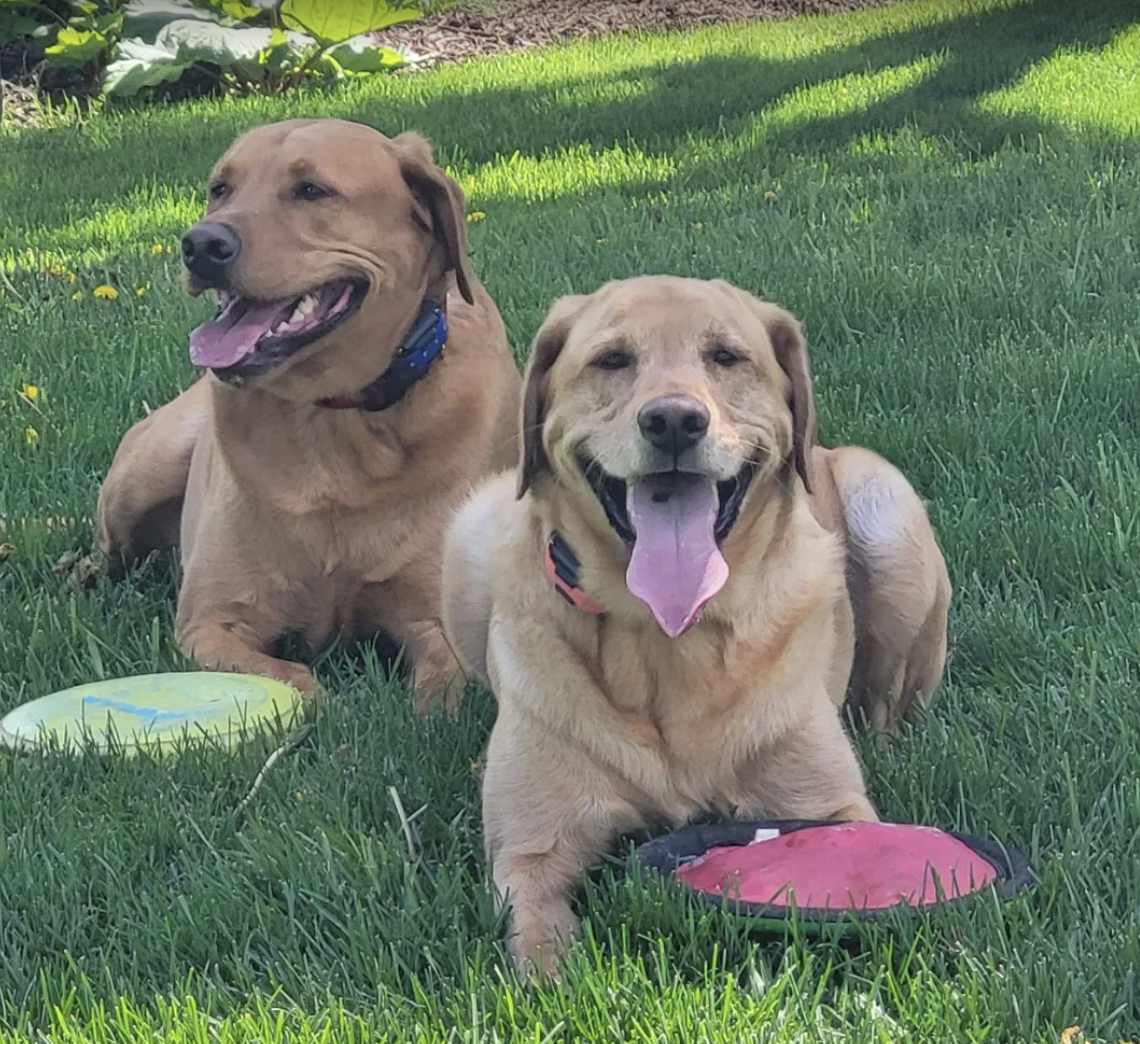 Two happy yellow Labrador retrievers lying on green grass with frisbees nearby, in a garden with plants and trees.