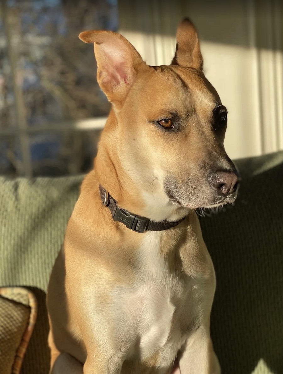 A tan dog with one ear upright and the other folded, sitting on a green couch near a window with sunlight streaming in.