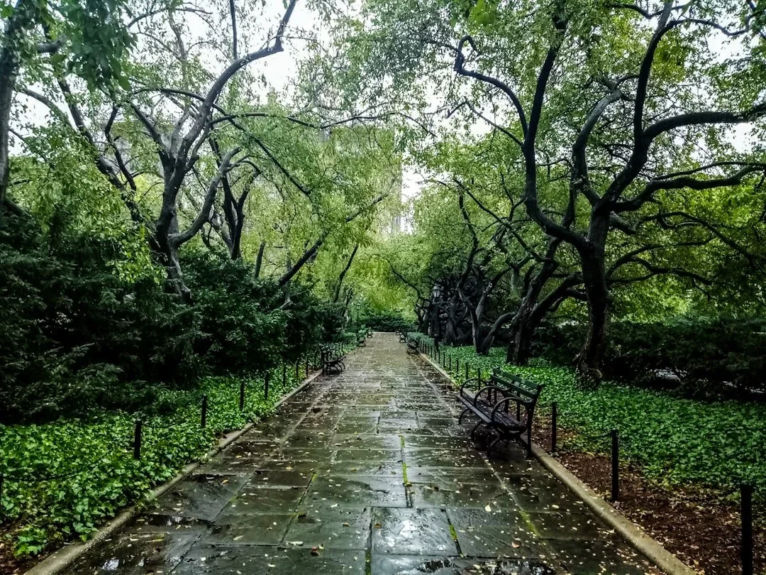 A wet brick pathway in a park lined with trees and benches.